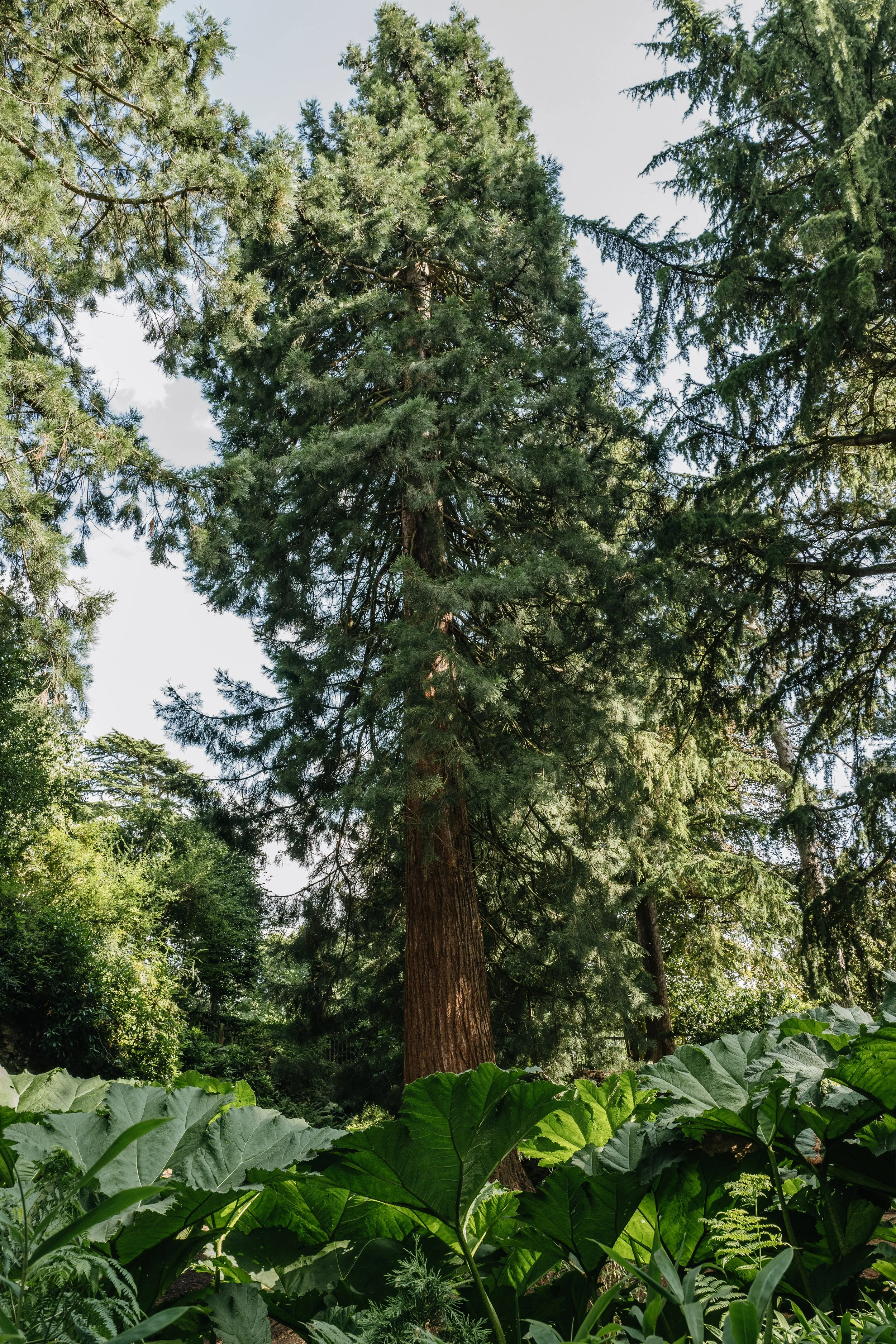 Botanical-3.jpg