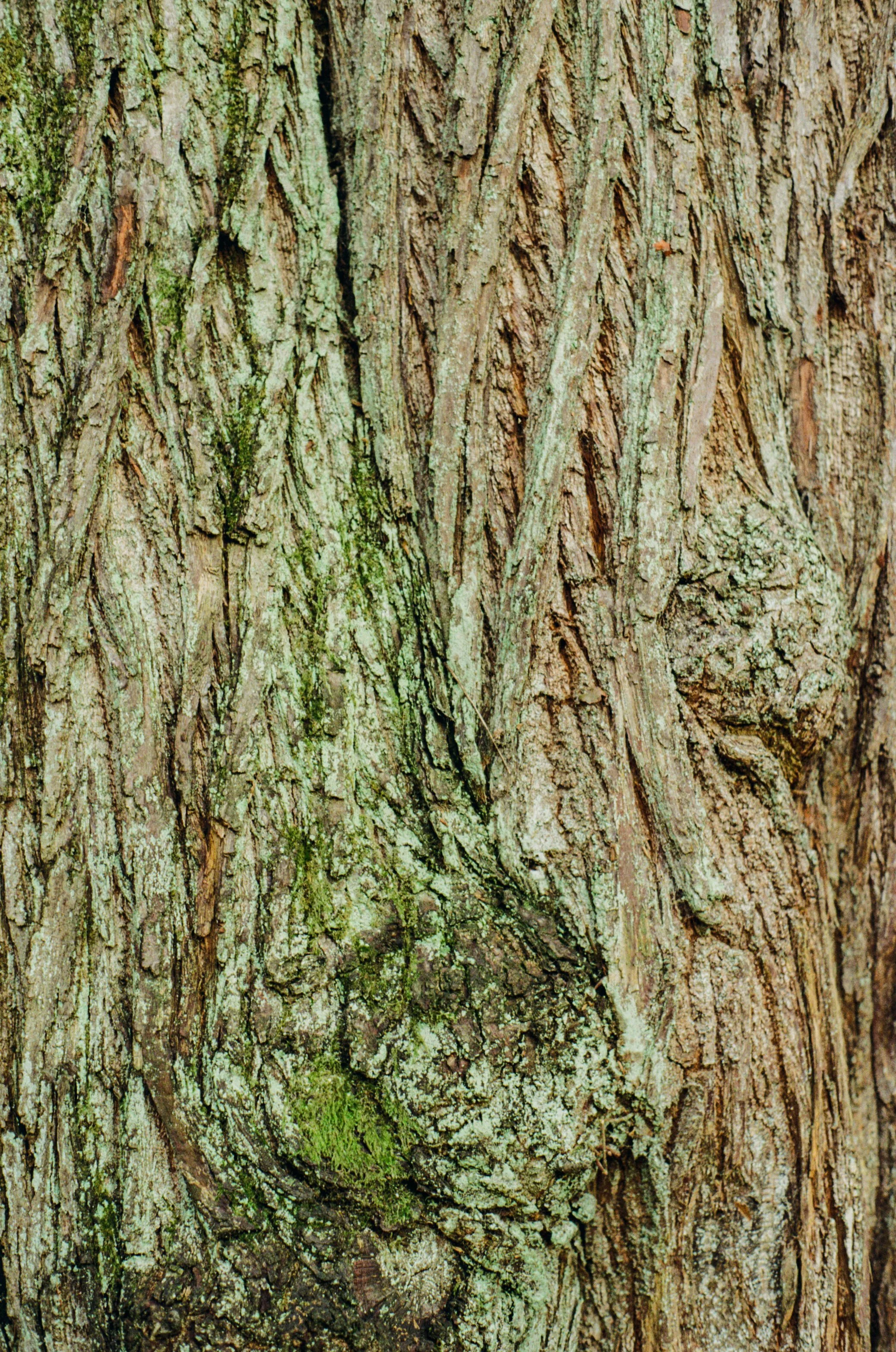 Walking colour-7.jpg