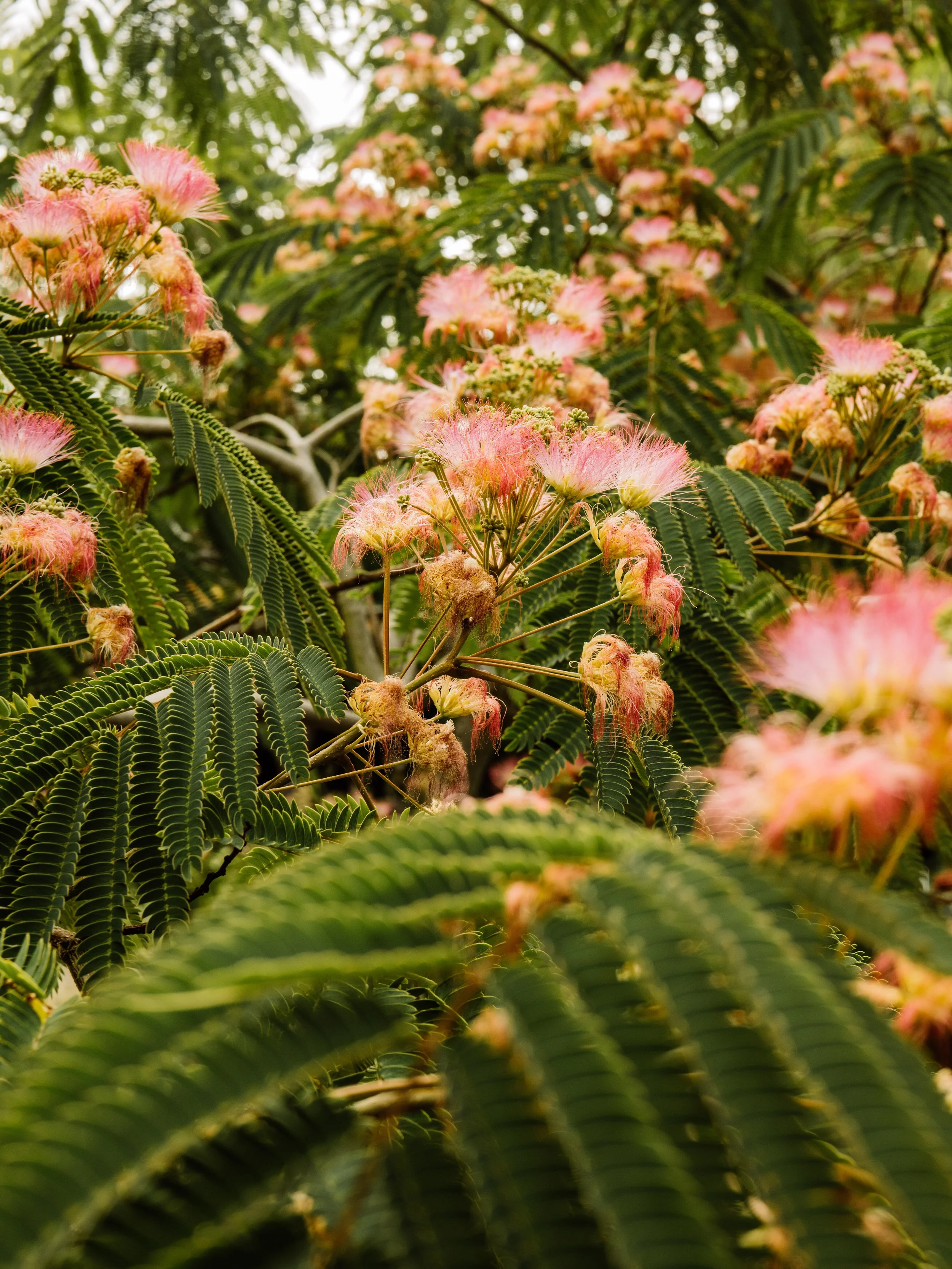 Botanical-56.jpg