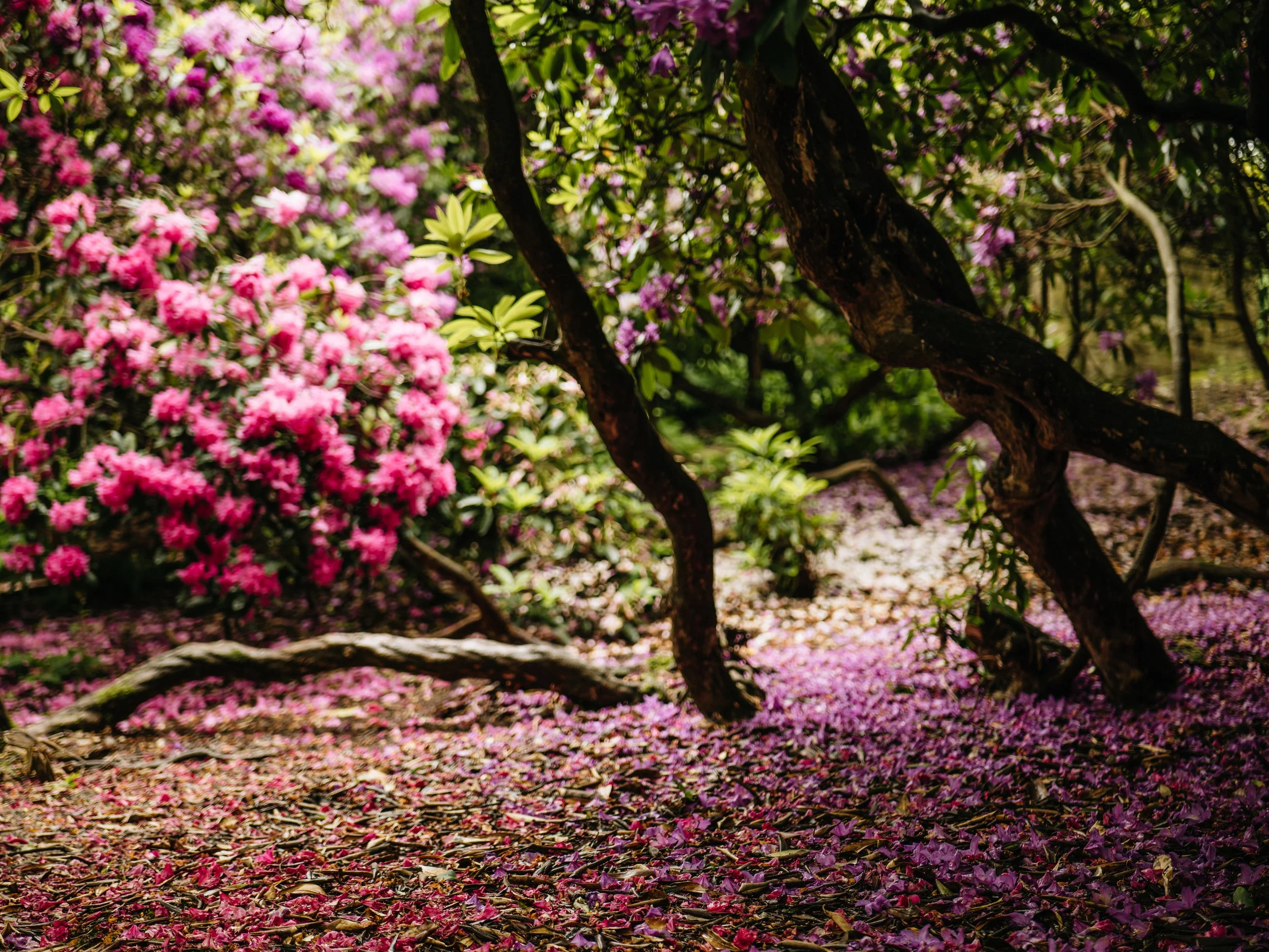 Wentworth Castle Gardens-34.jpg