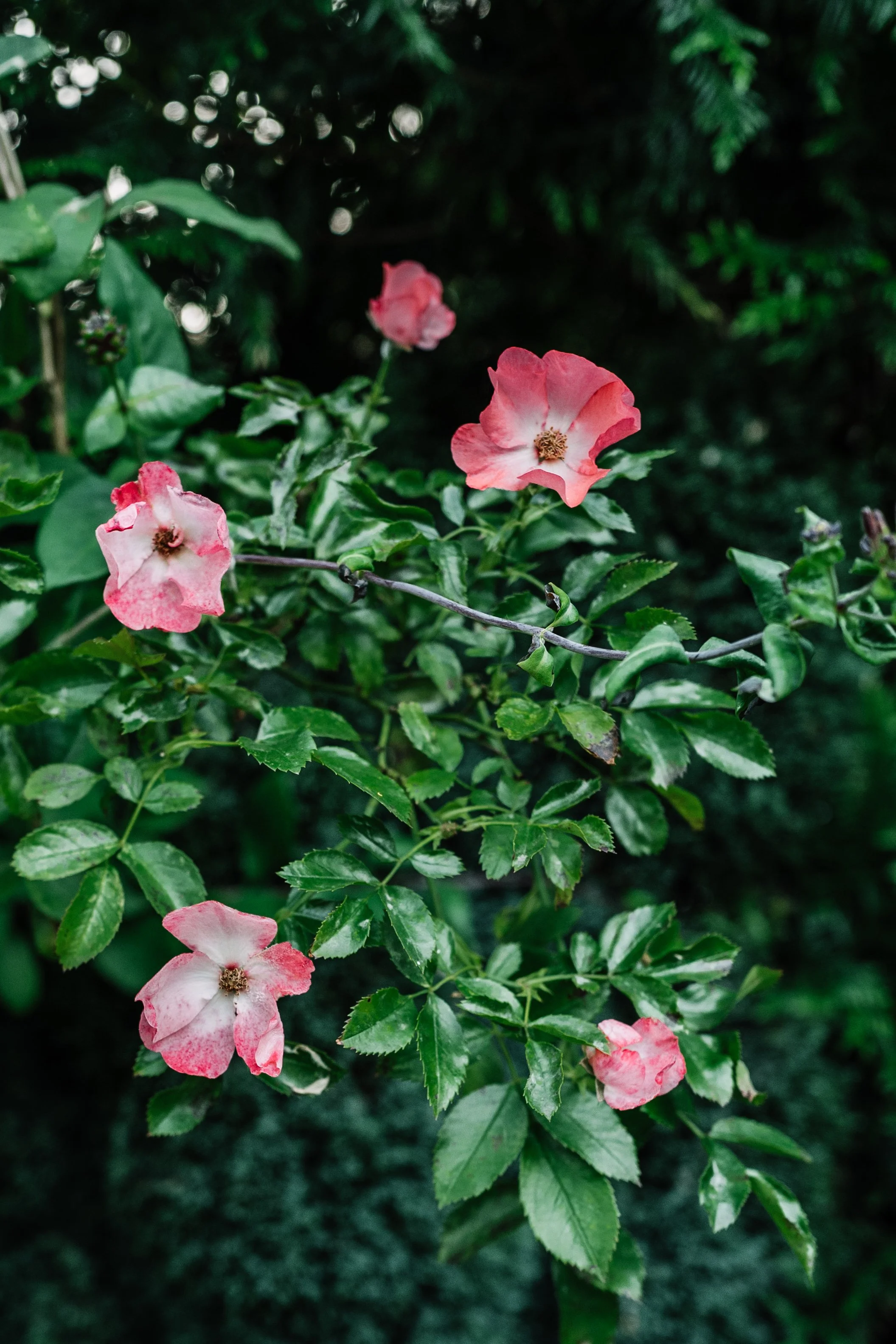 Our Garden-16.jpg