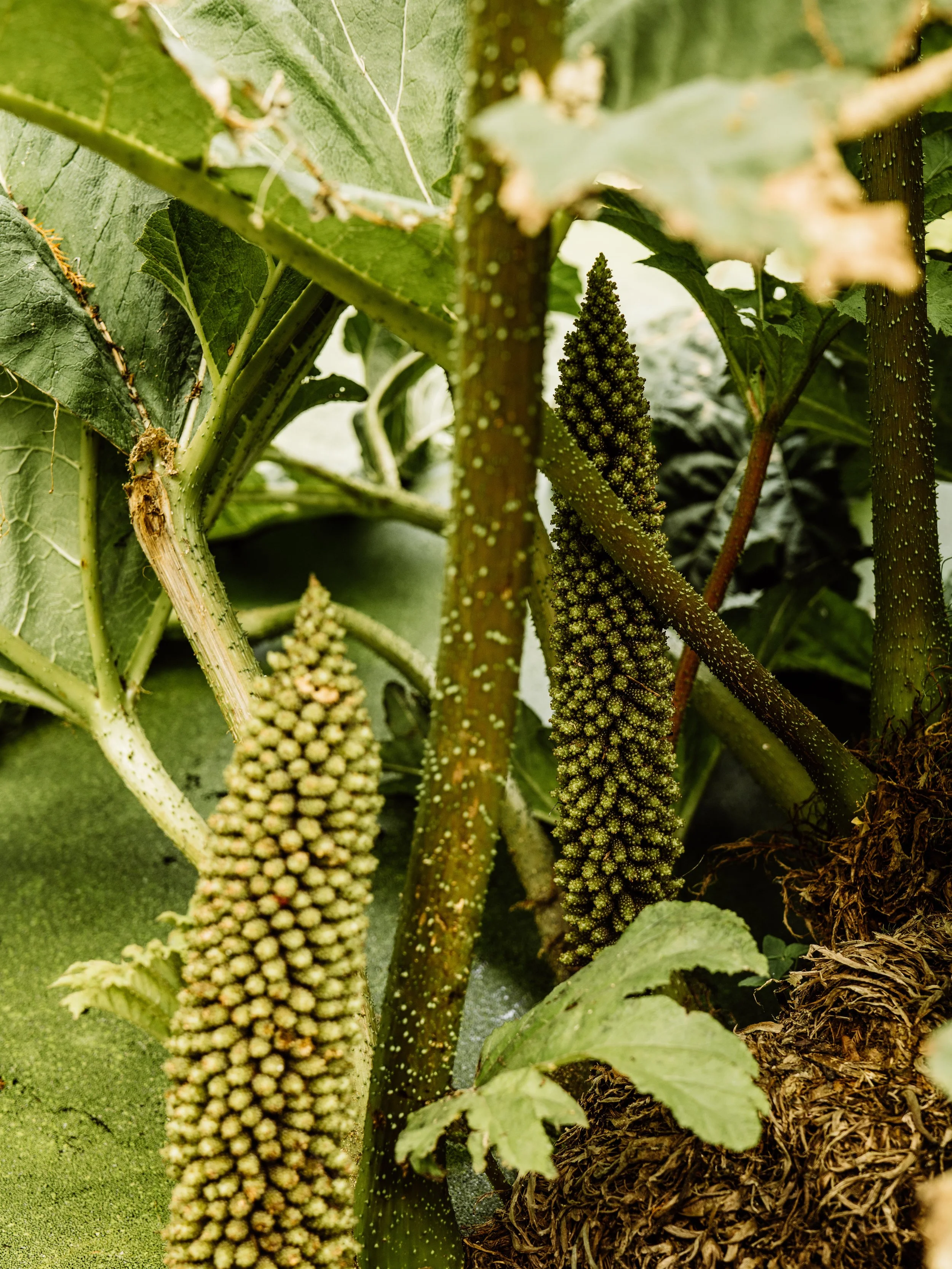Botanical-37.jpg