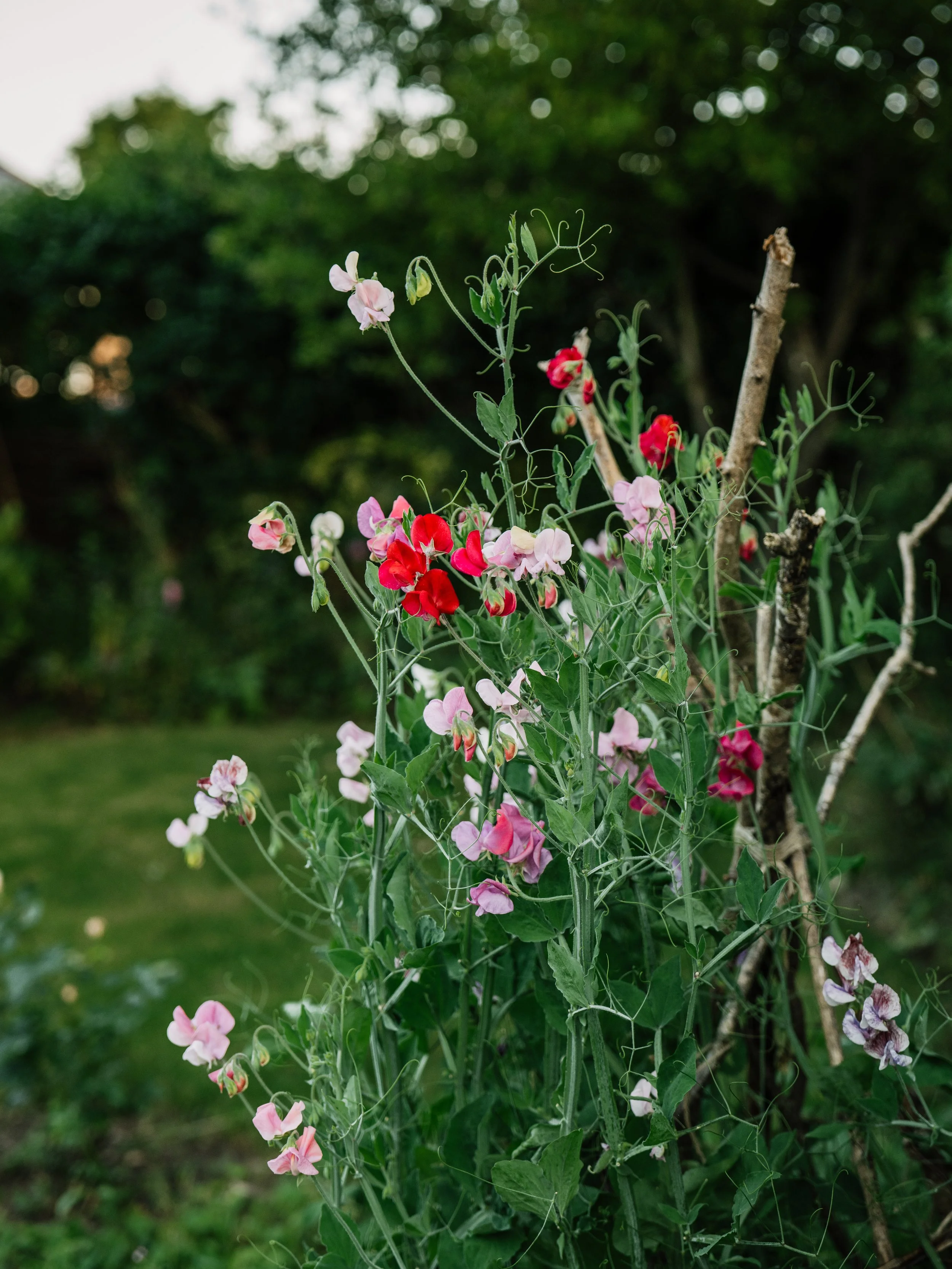 Our Garden-28.jpg