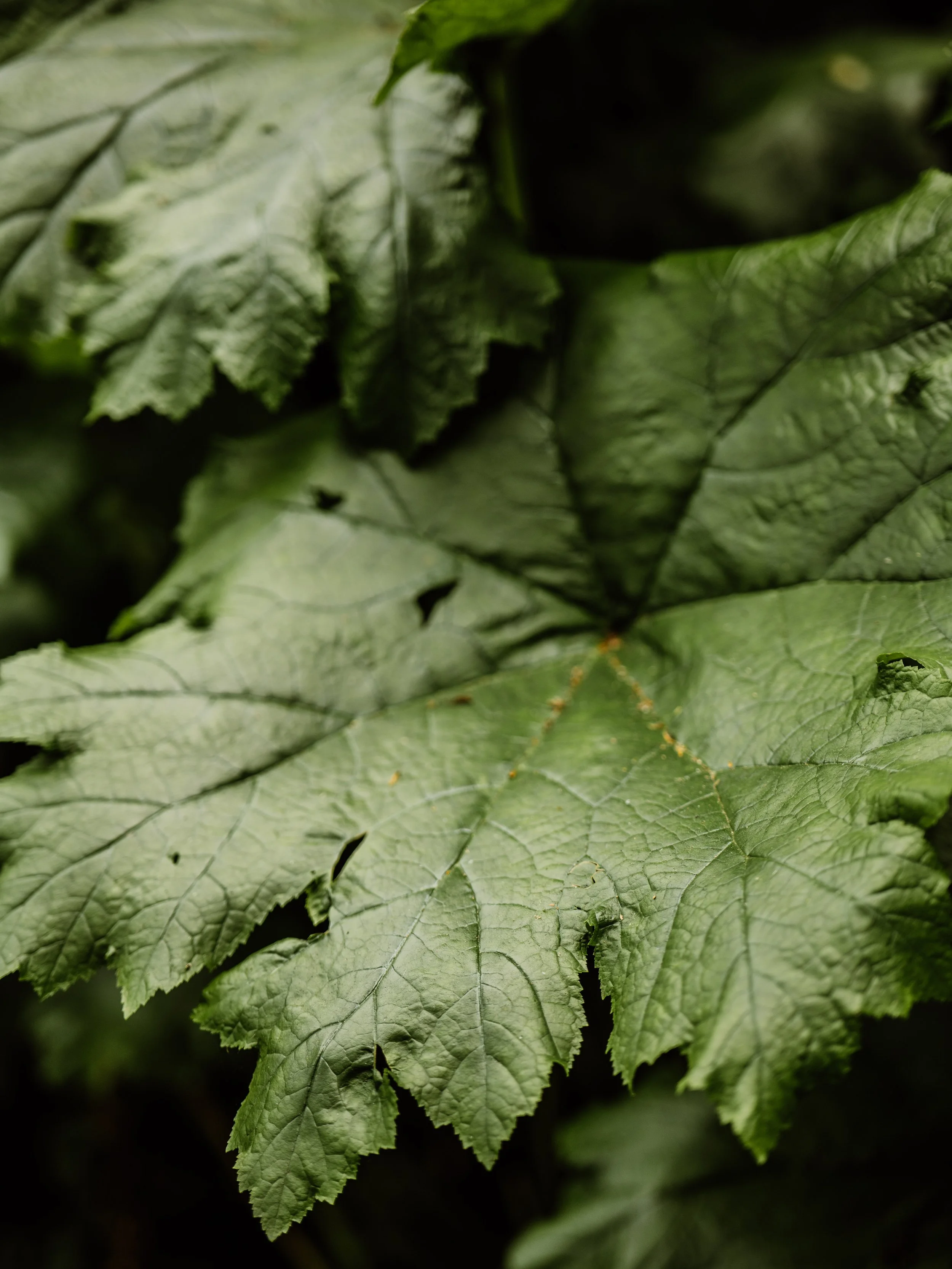 Botanical-9.jpg