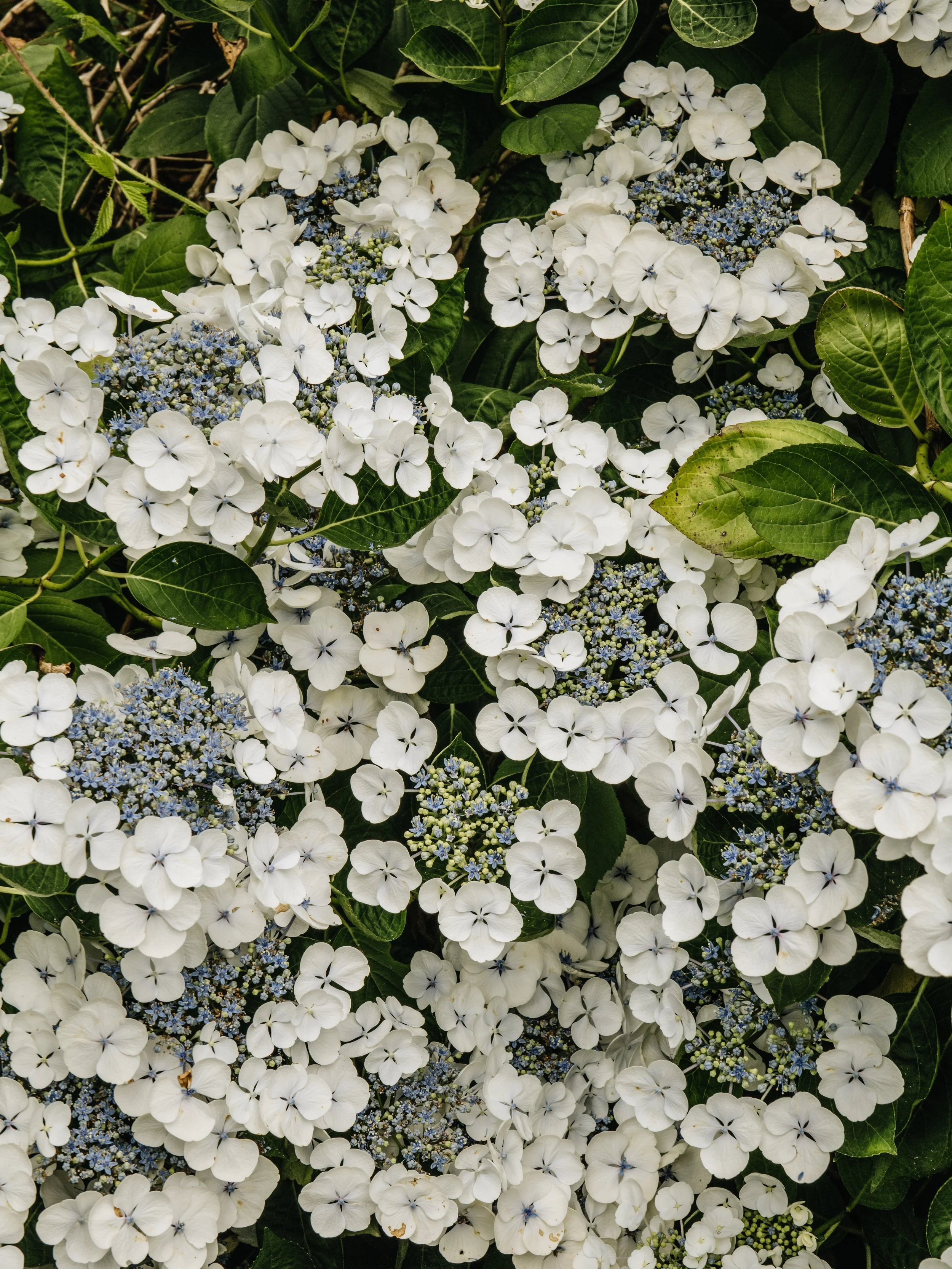 Botanical-41.jpg