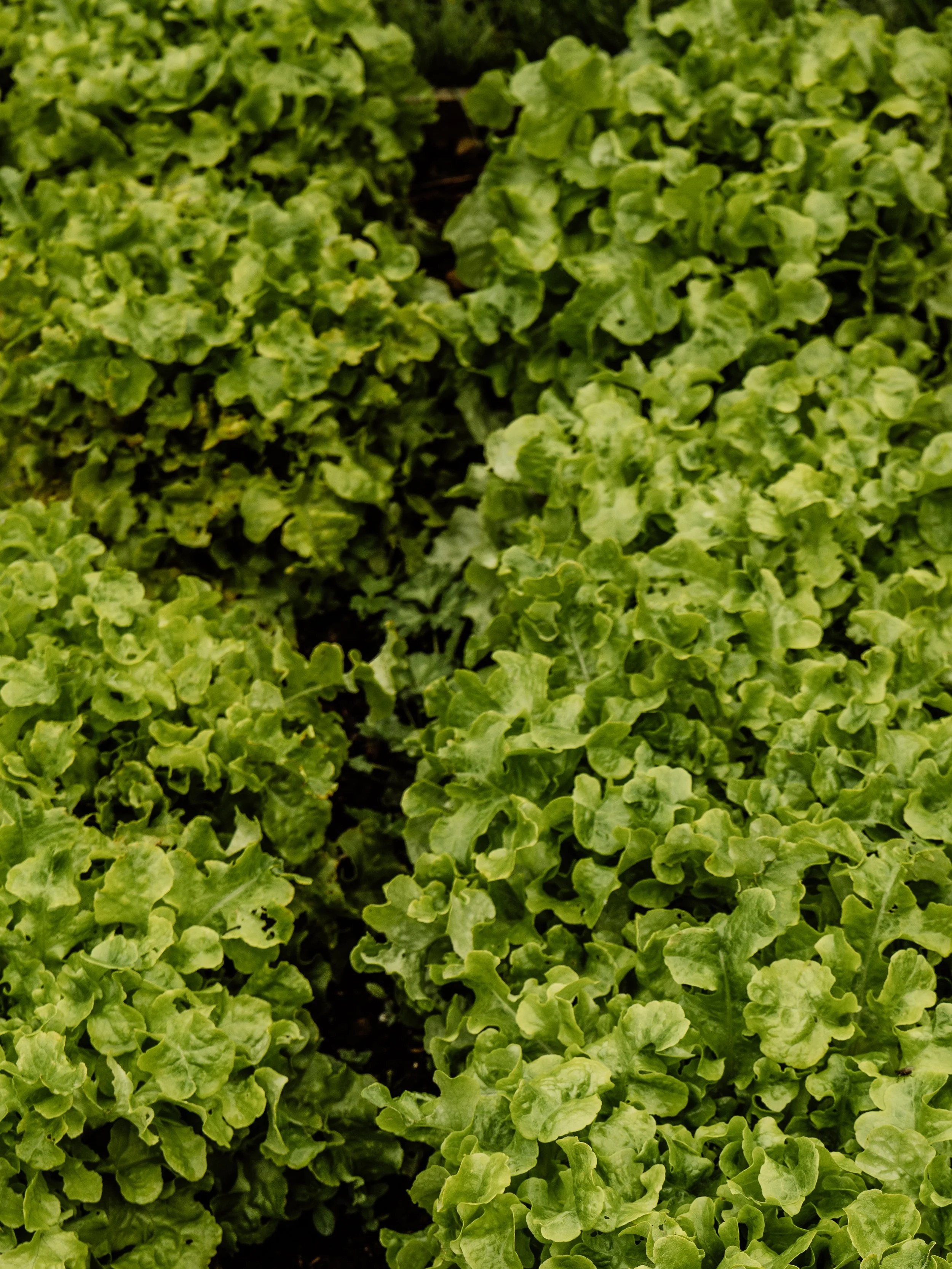 Lettuce Leaf