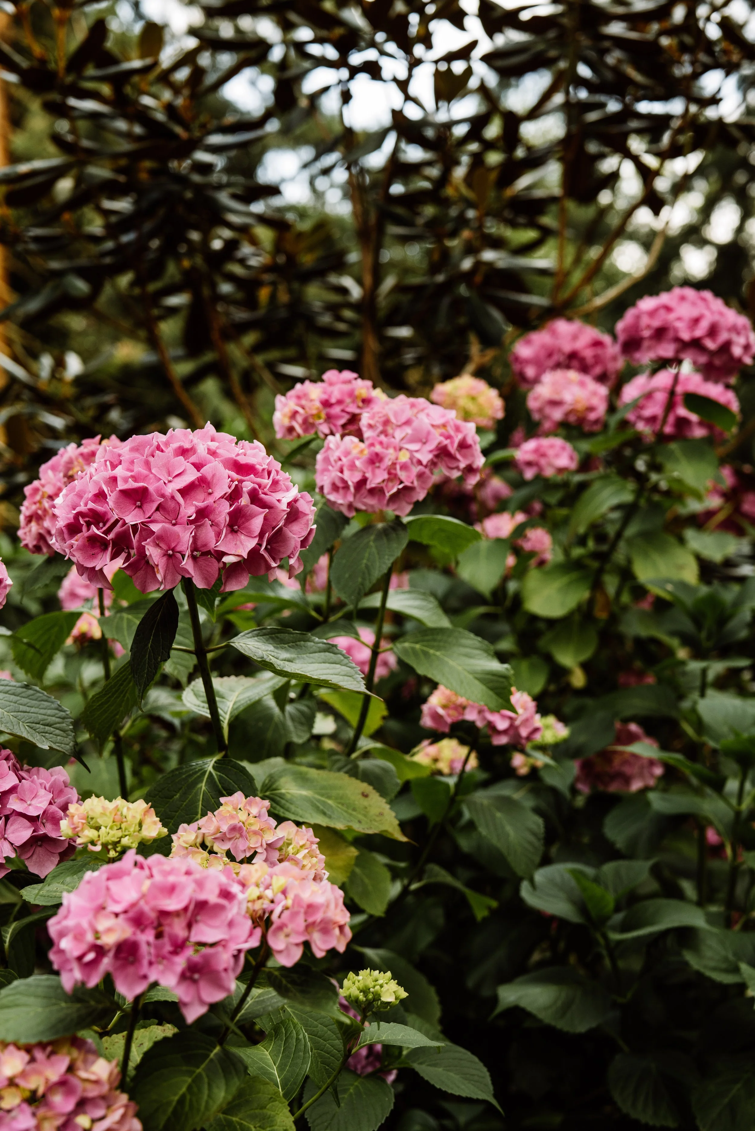 Botanical-48.jpg