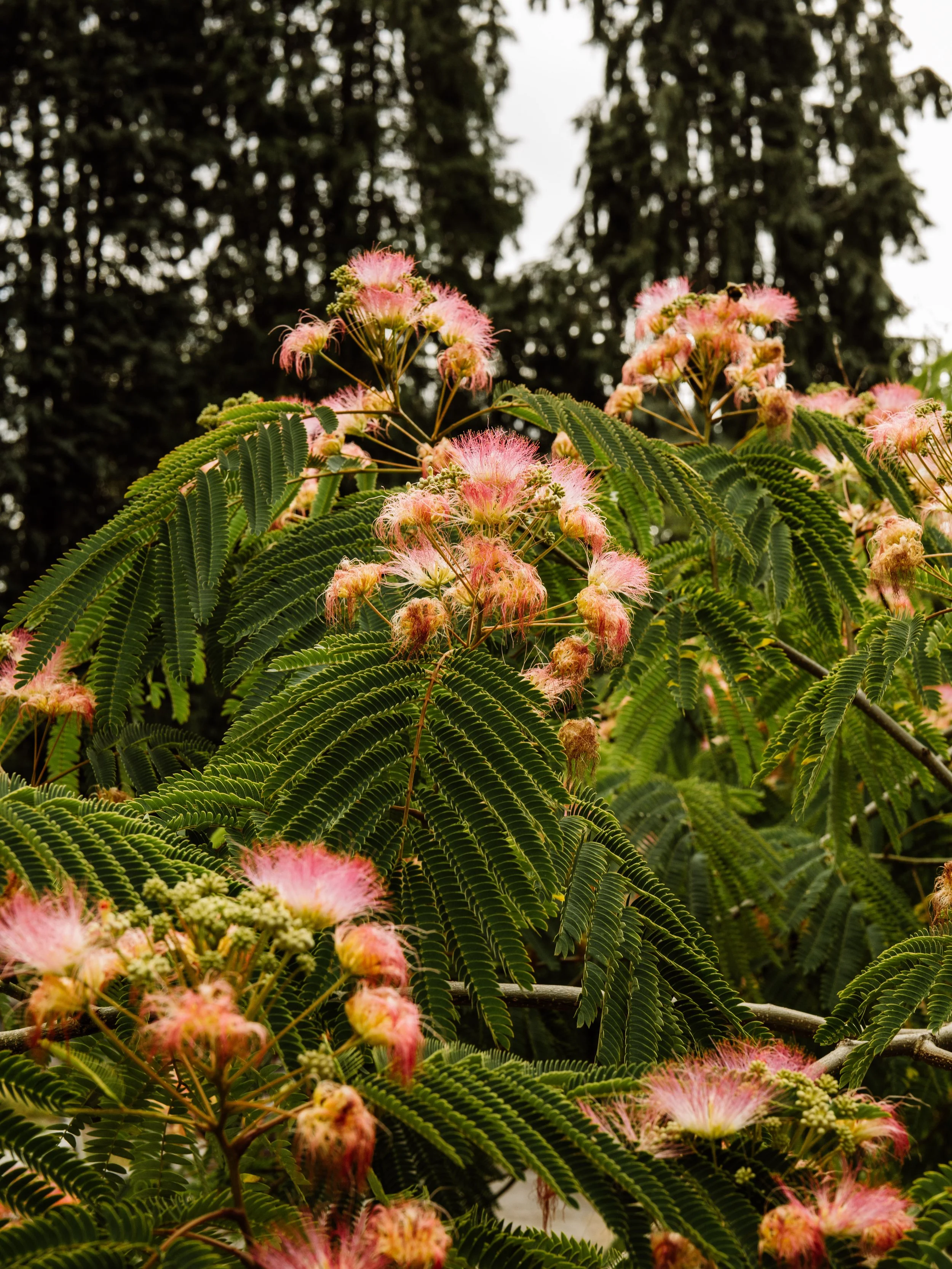 Botanical-53.jpg