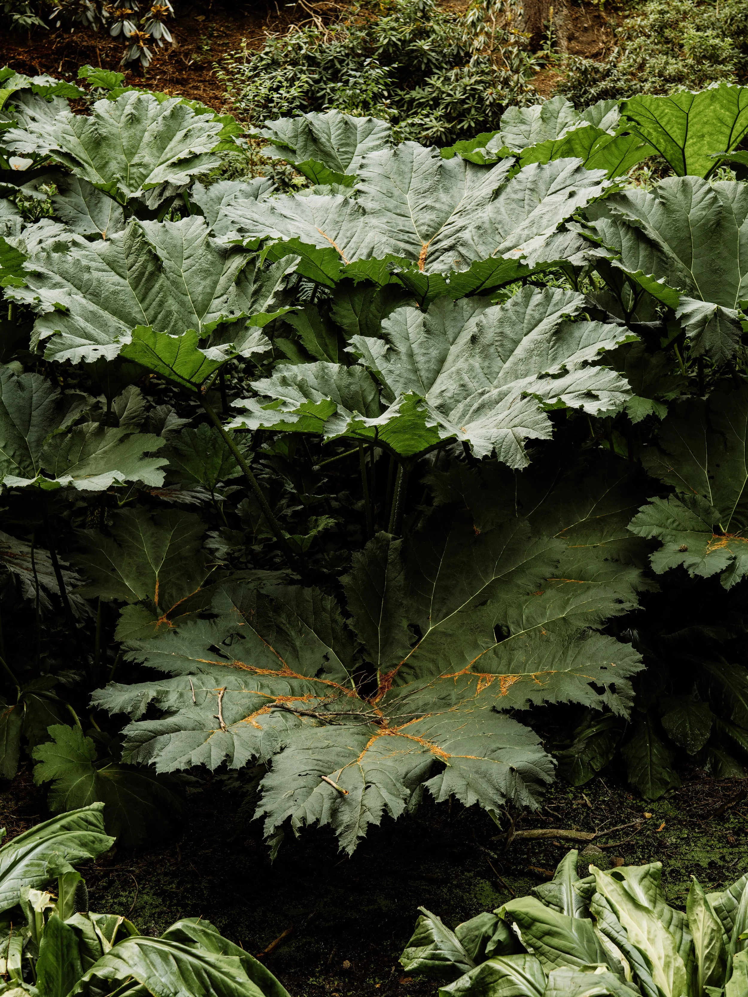 Botanical-24.jpg