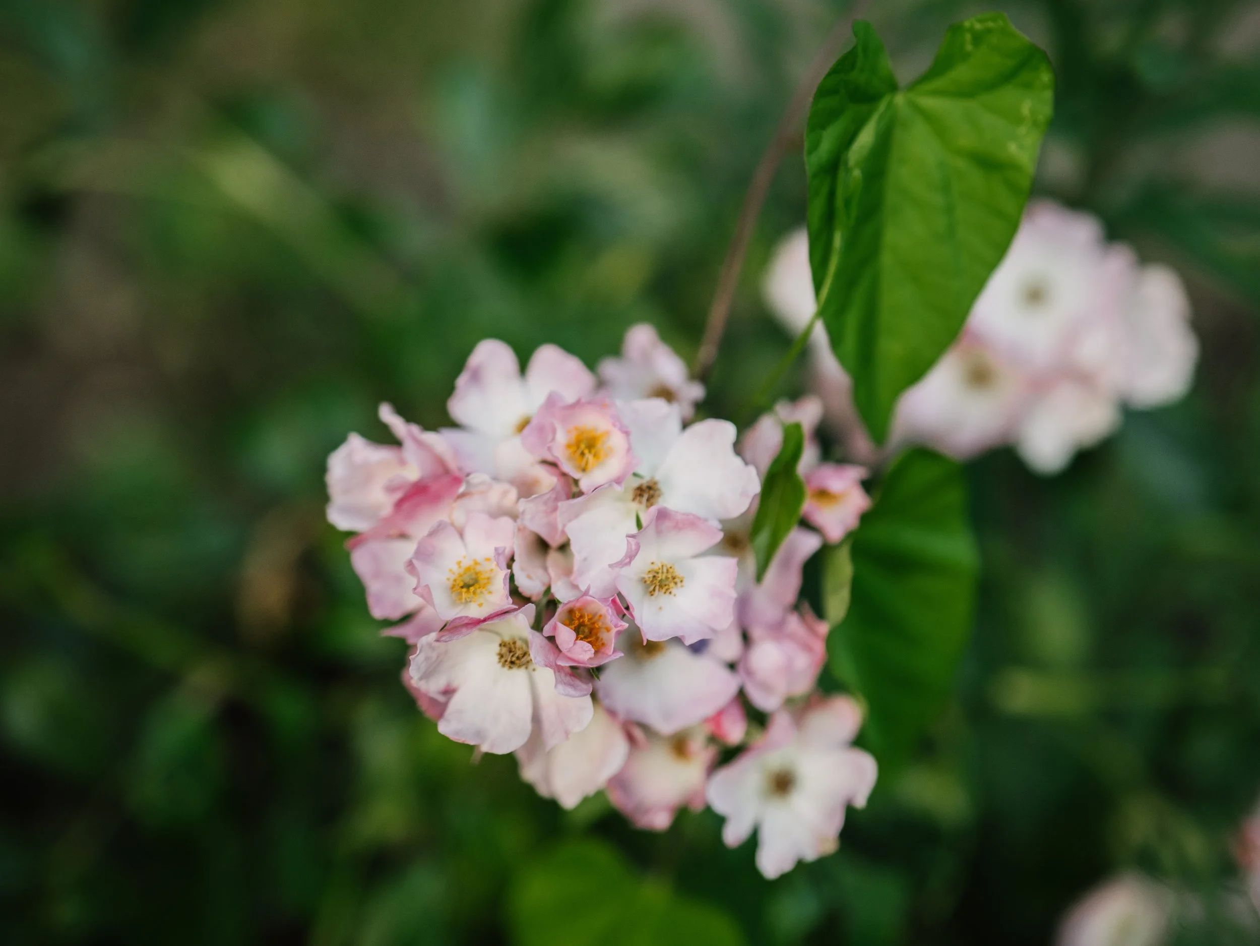 Our Garden-40.jpg