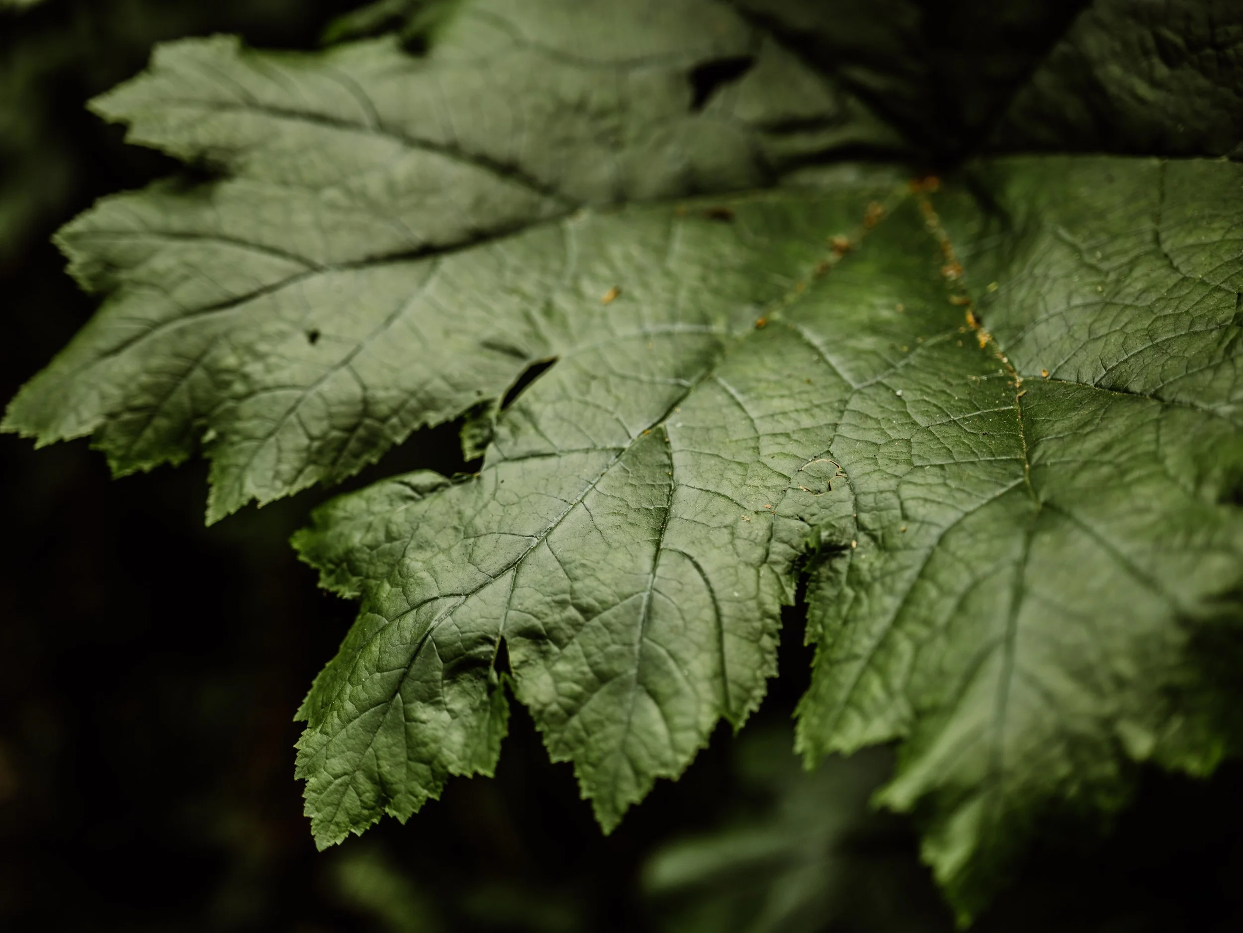 Botanical-10.jpg
