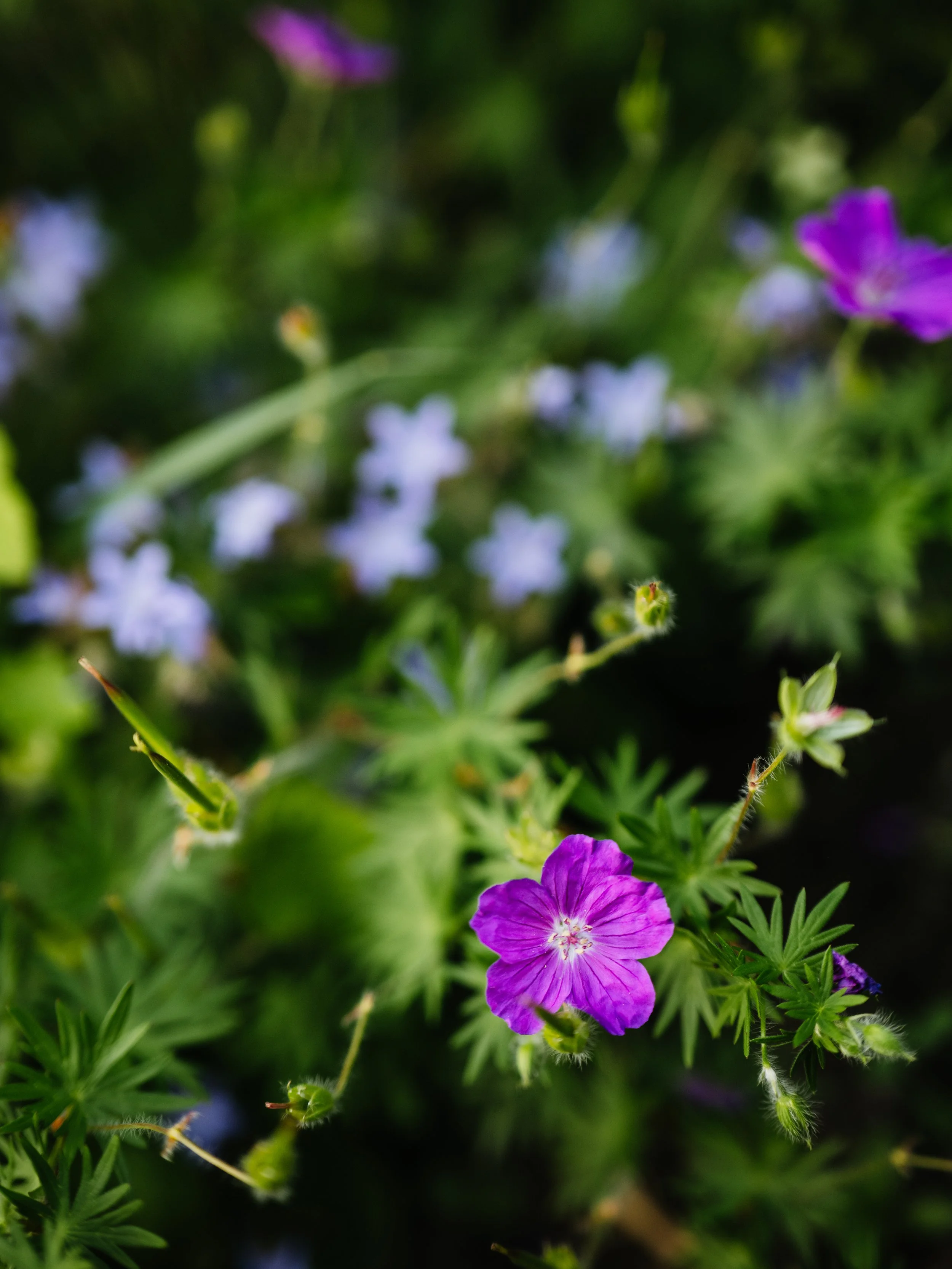 Our Garden-43.jpg