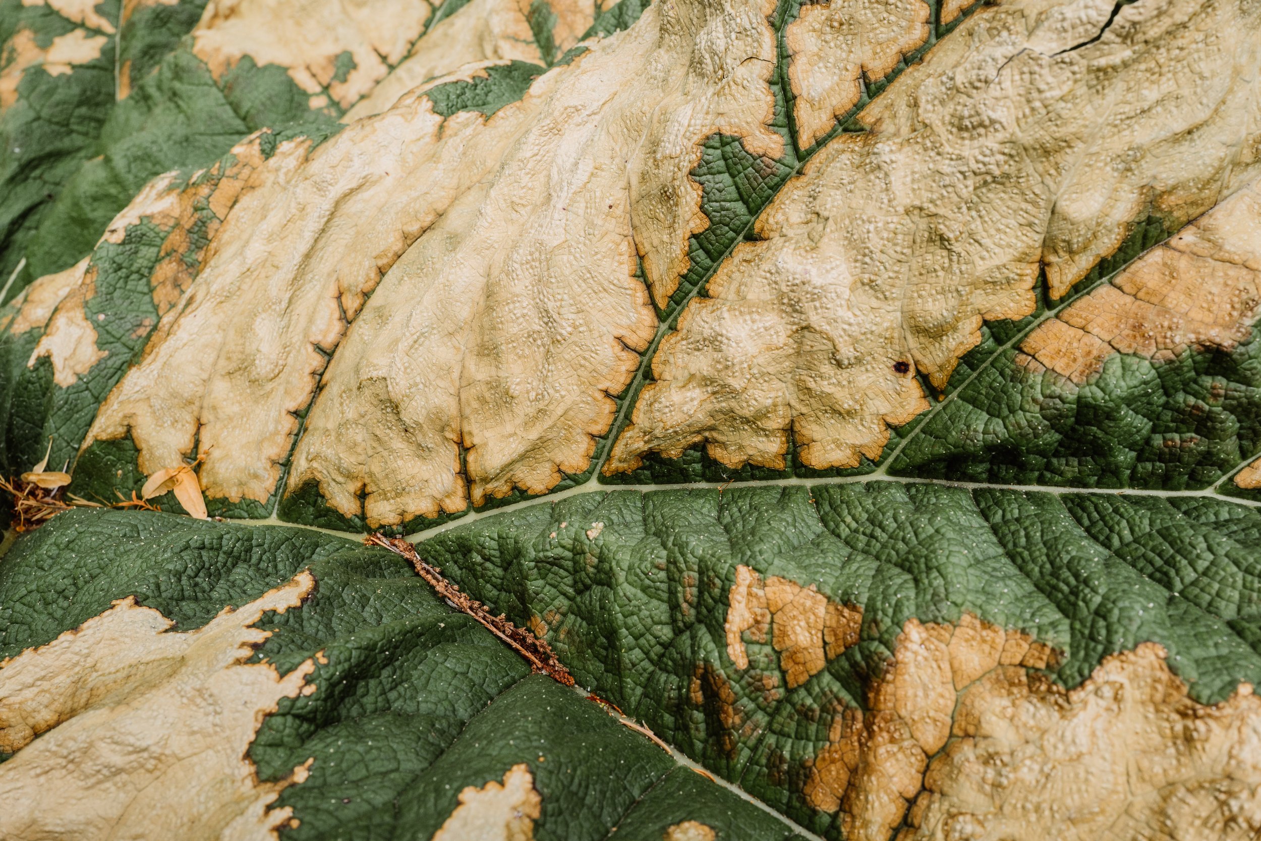 Botanical-62.jpg
