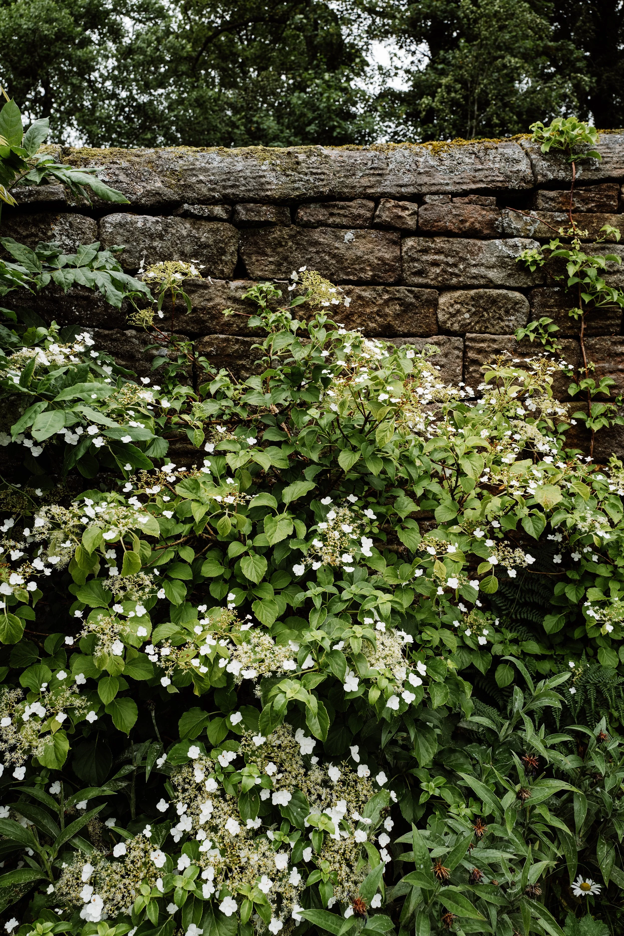 Longshaw-51.jpg