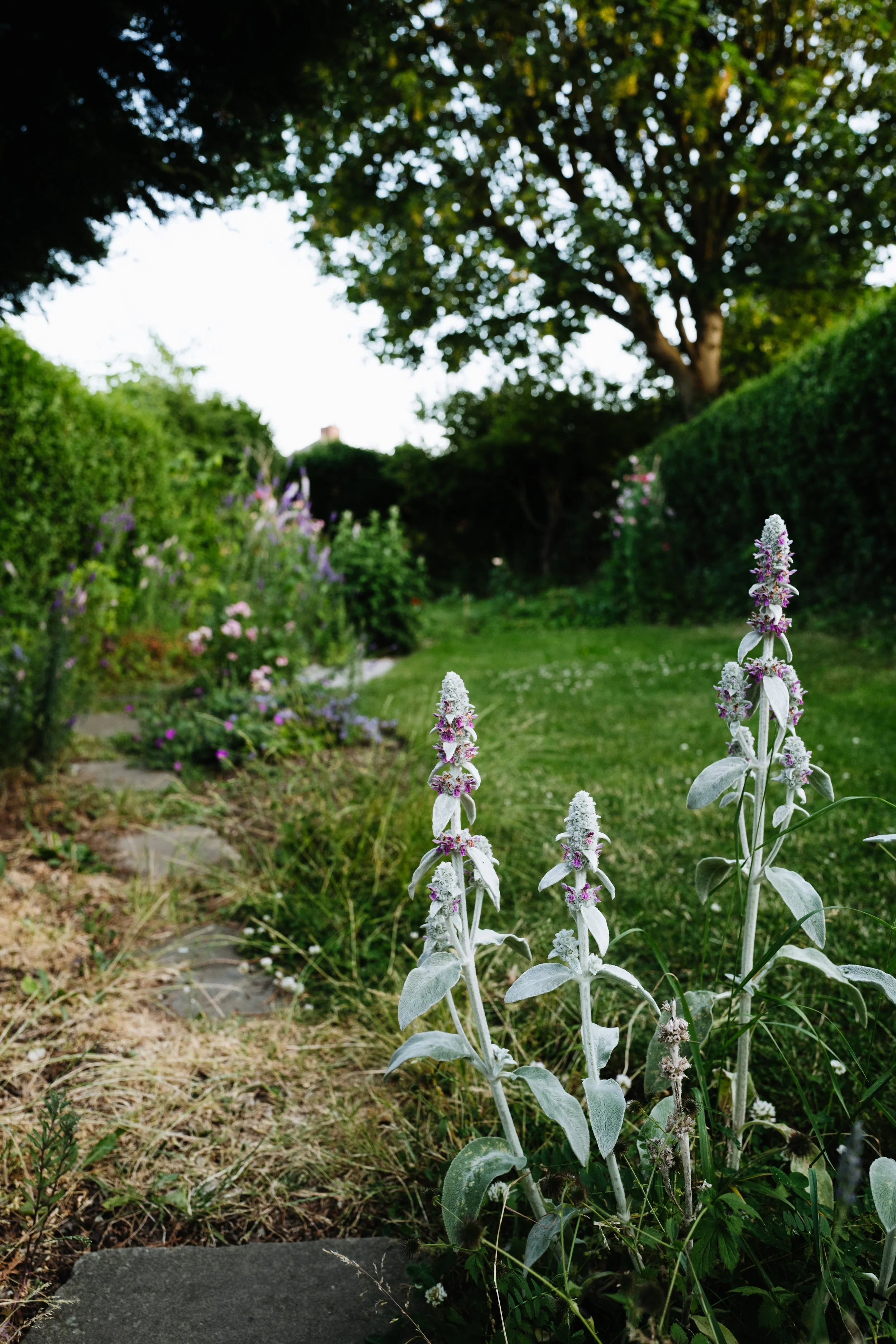 Our Garden-19.jpg