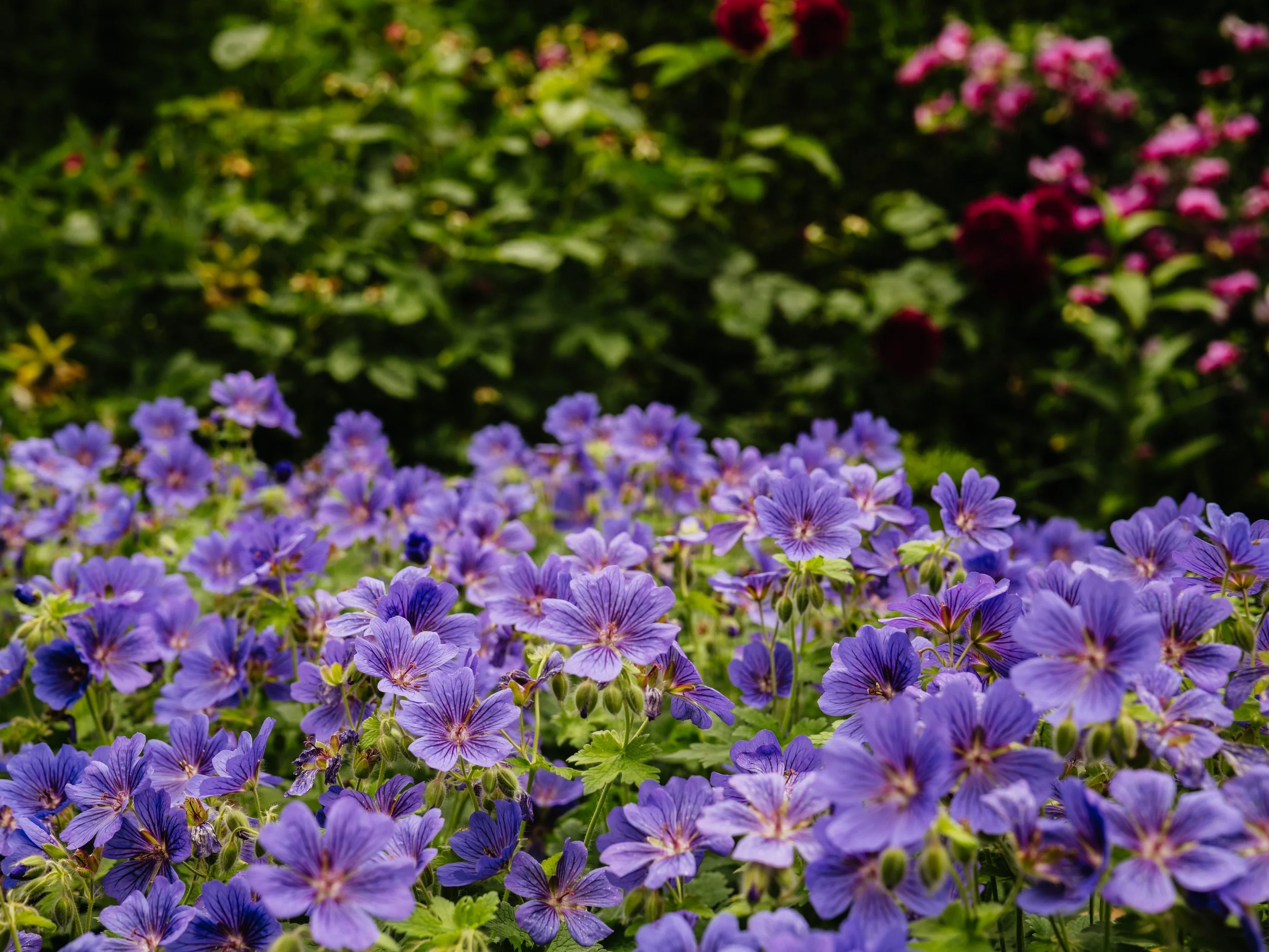 Renishaw Gardens 2-39.jpg