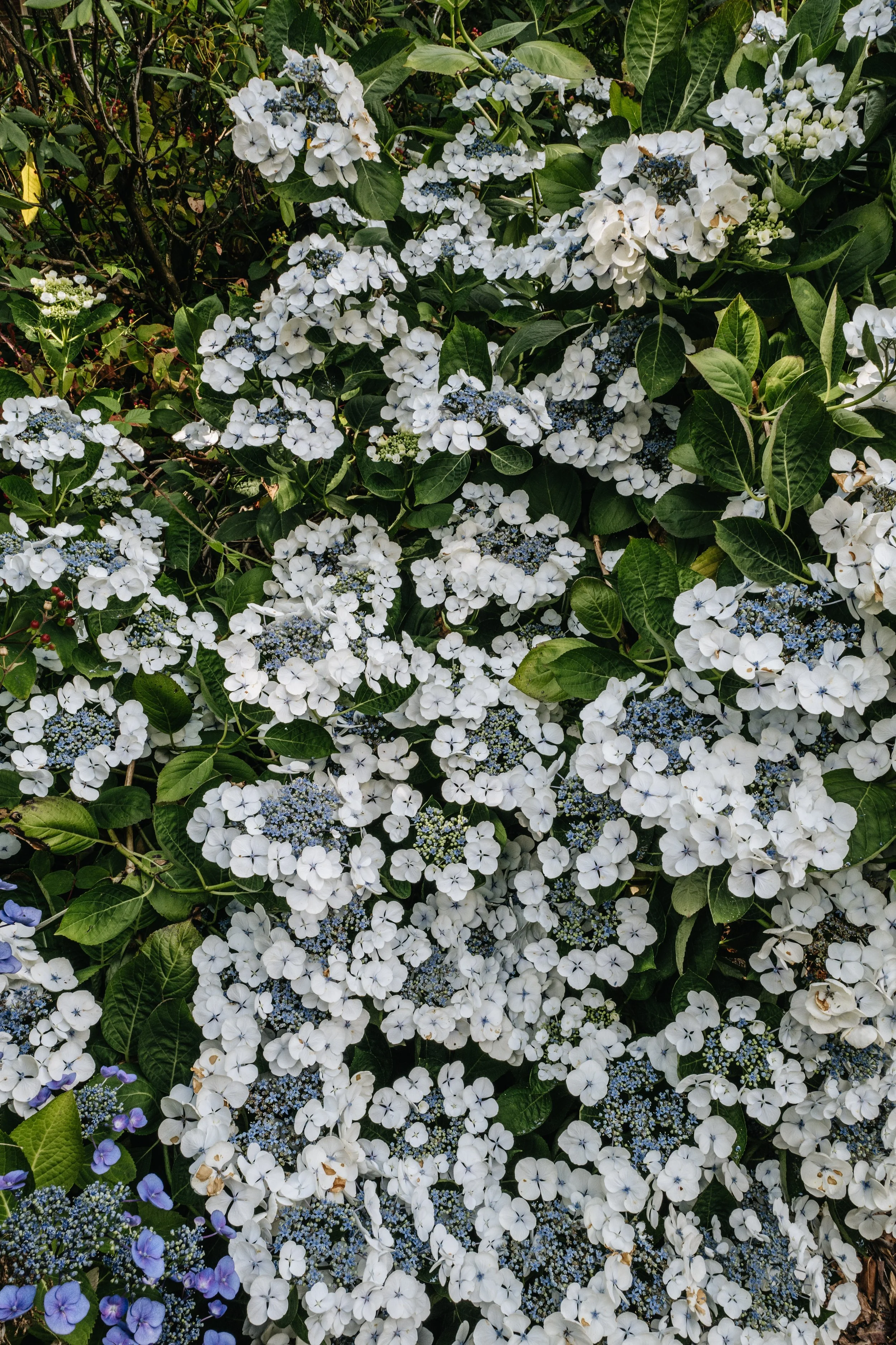 Botanical-7.jpg
