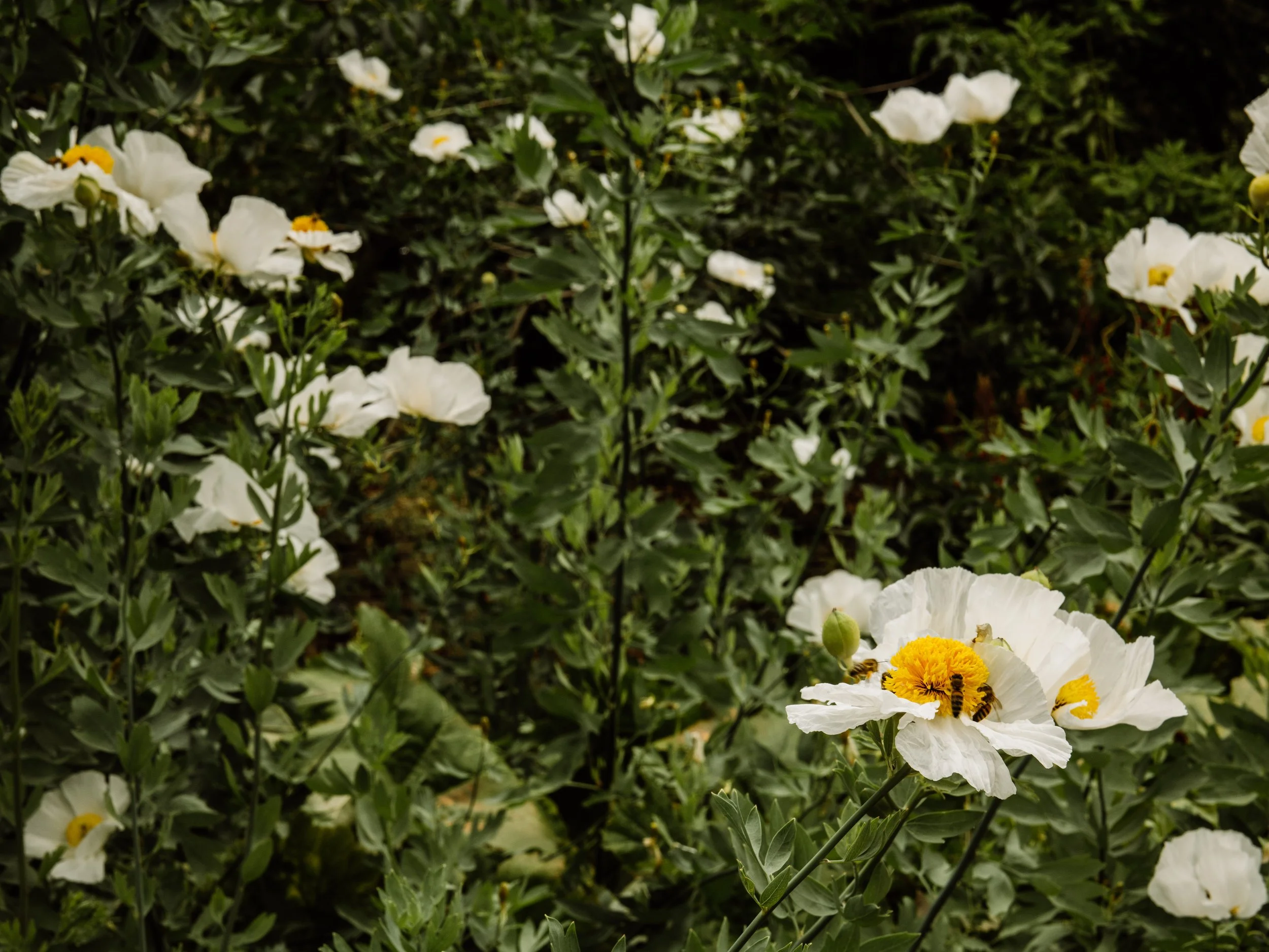 Botanical-83.jpg