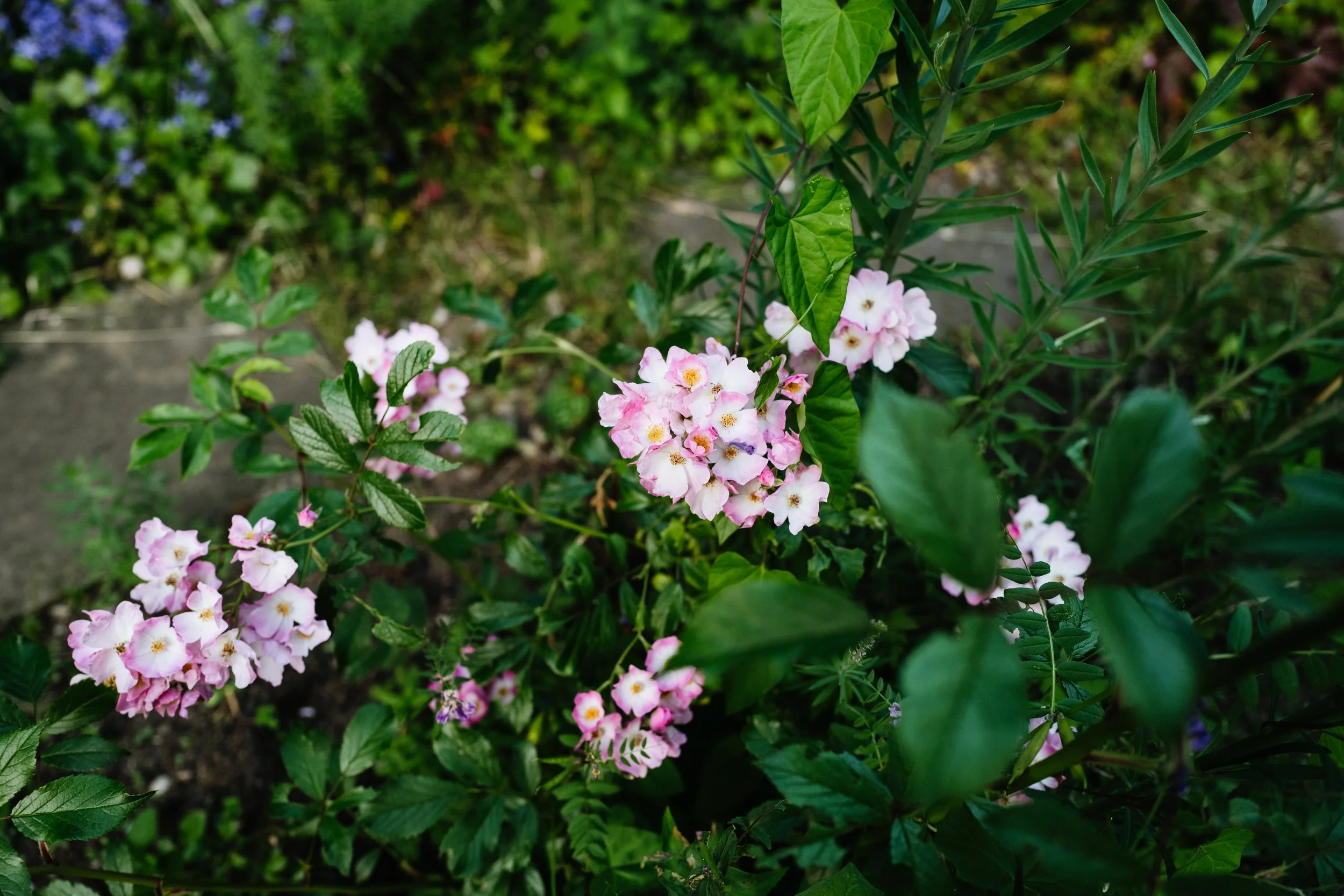 Our Garden-51.jpg