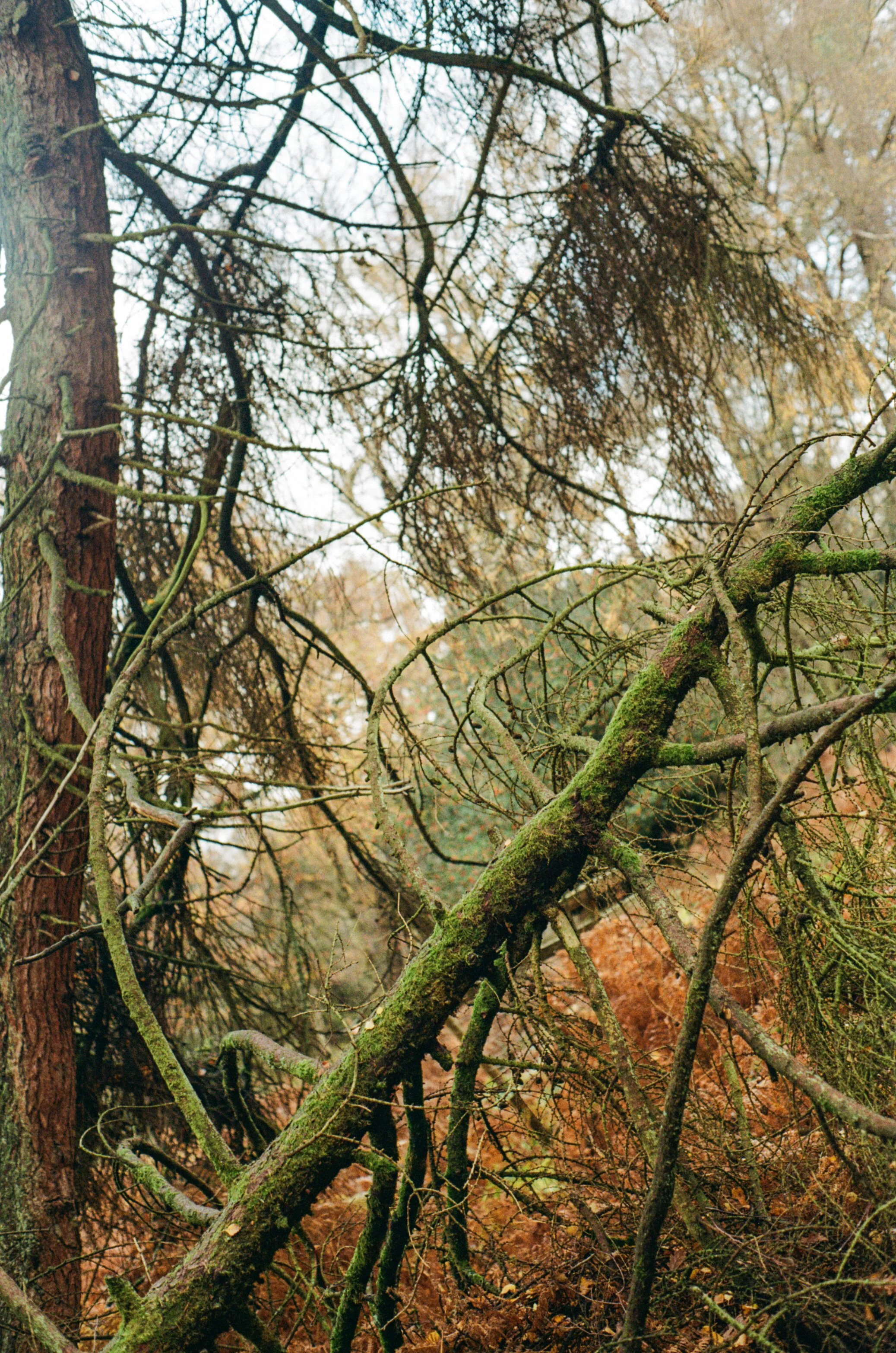 Walking colour-4.jpg