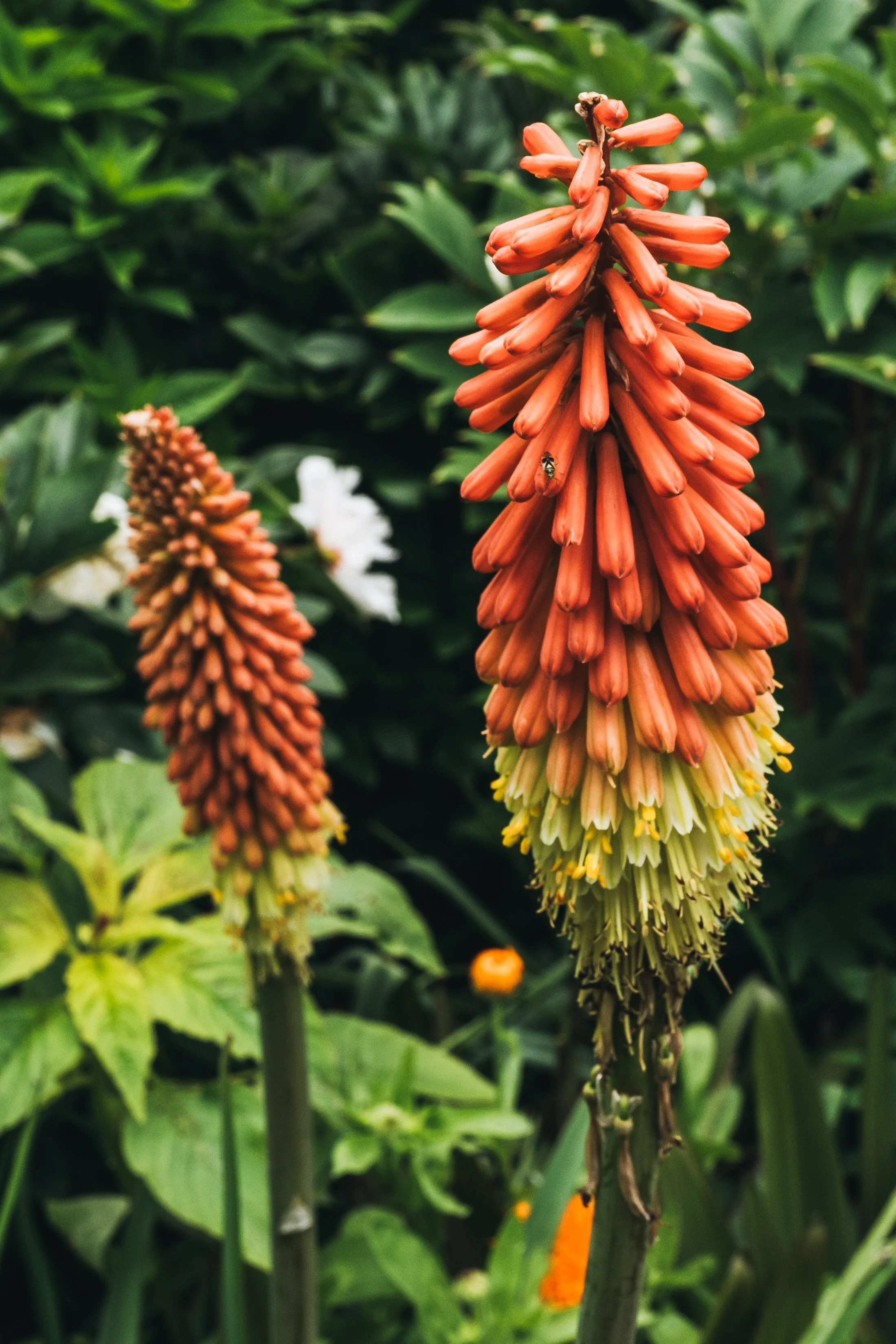 Renishaw Gardens 2-19.jpg