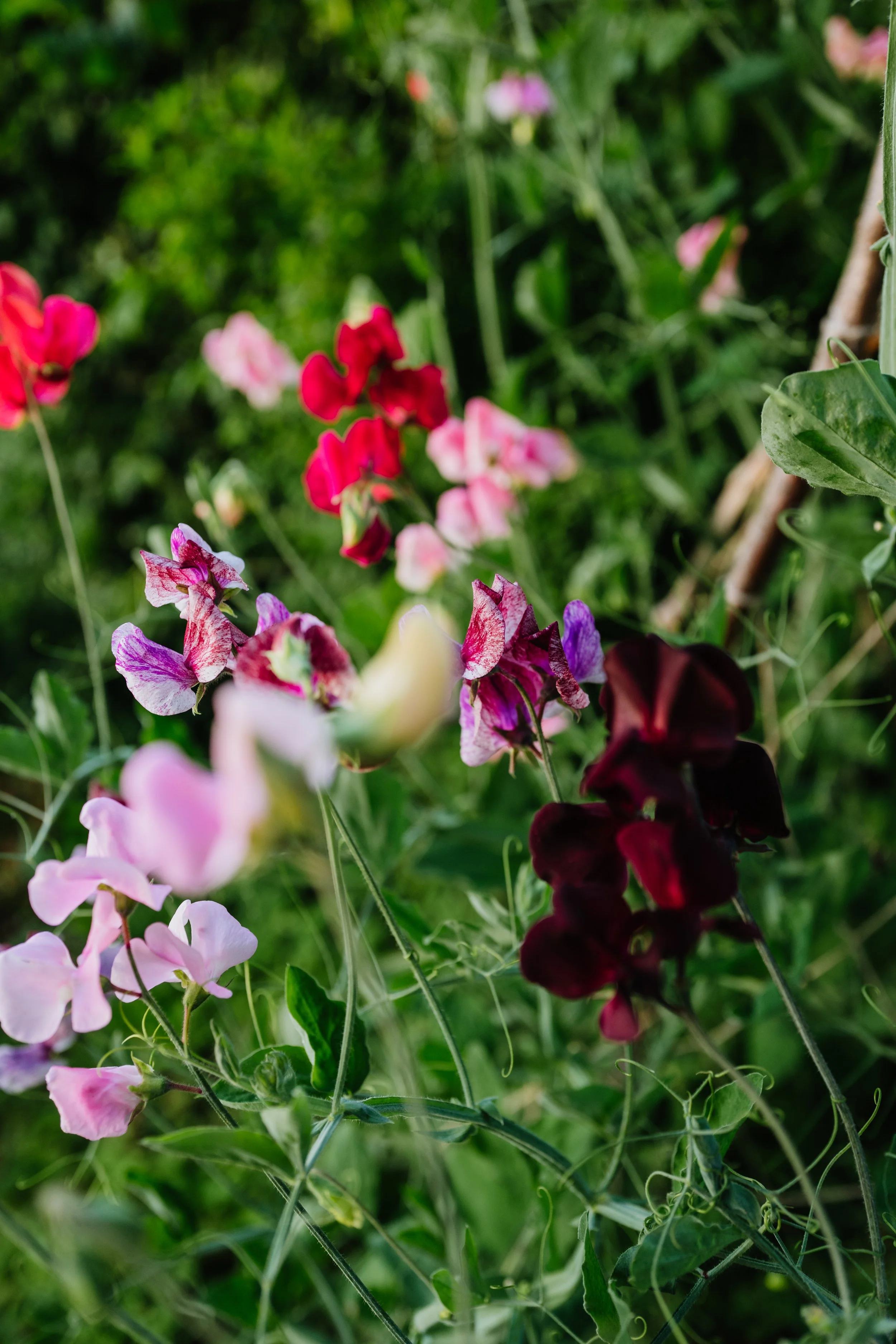 Our Garden-44.jpg
