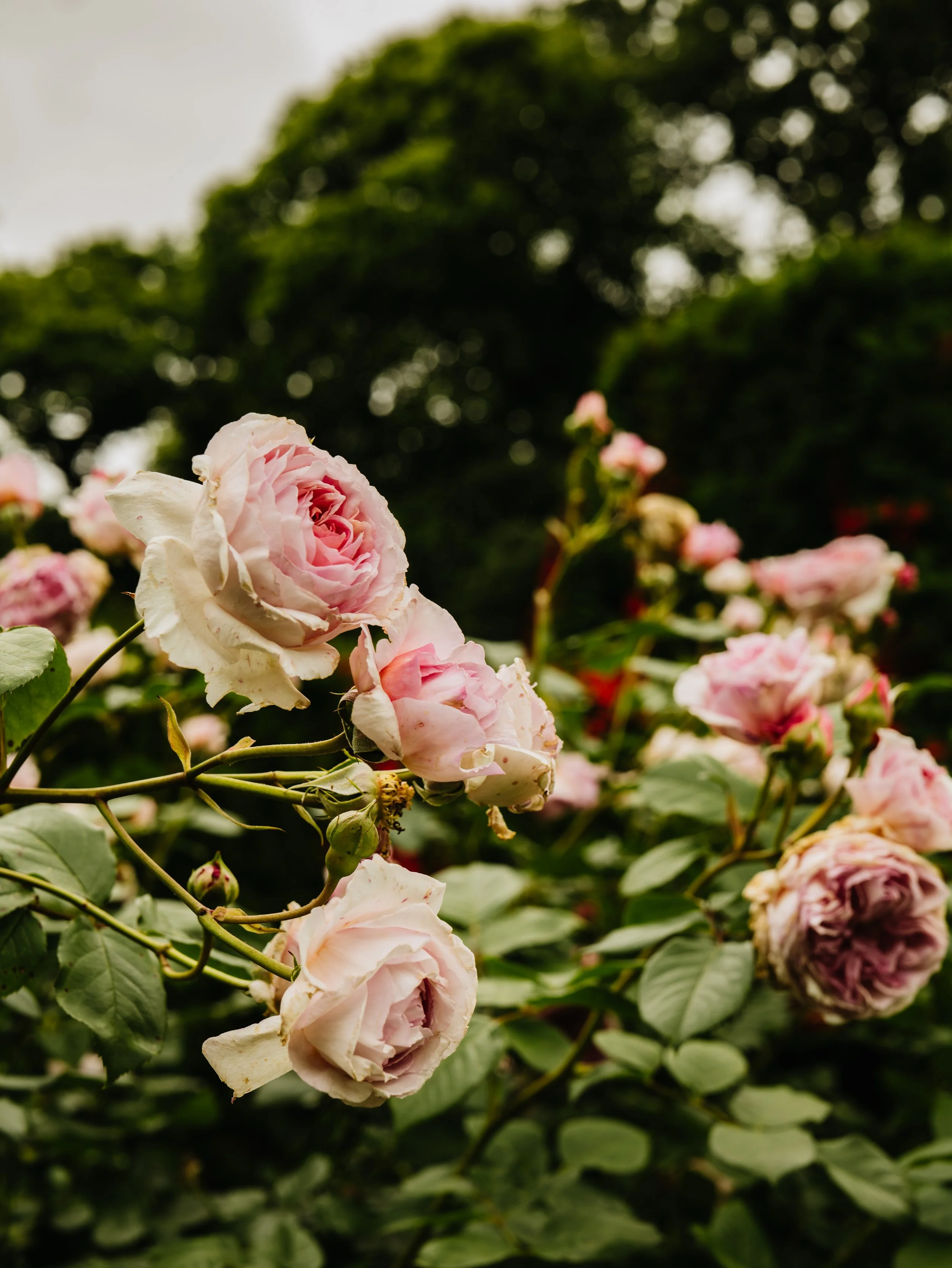 Renishaw Gardens 2-41.jpg