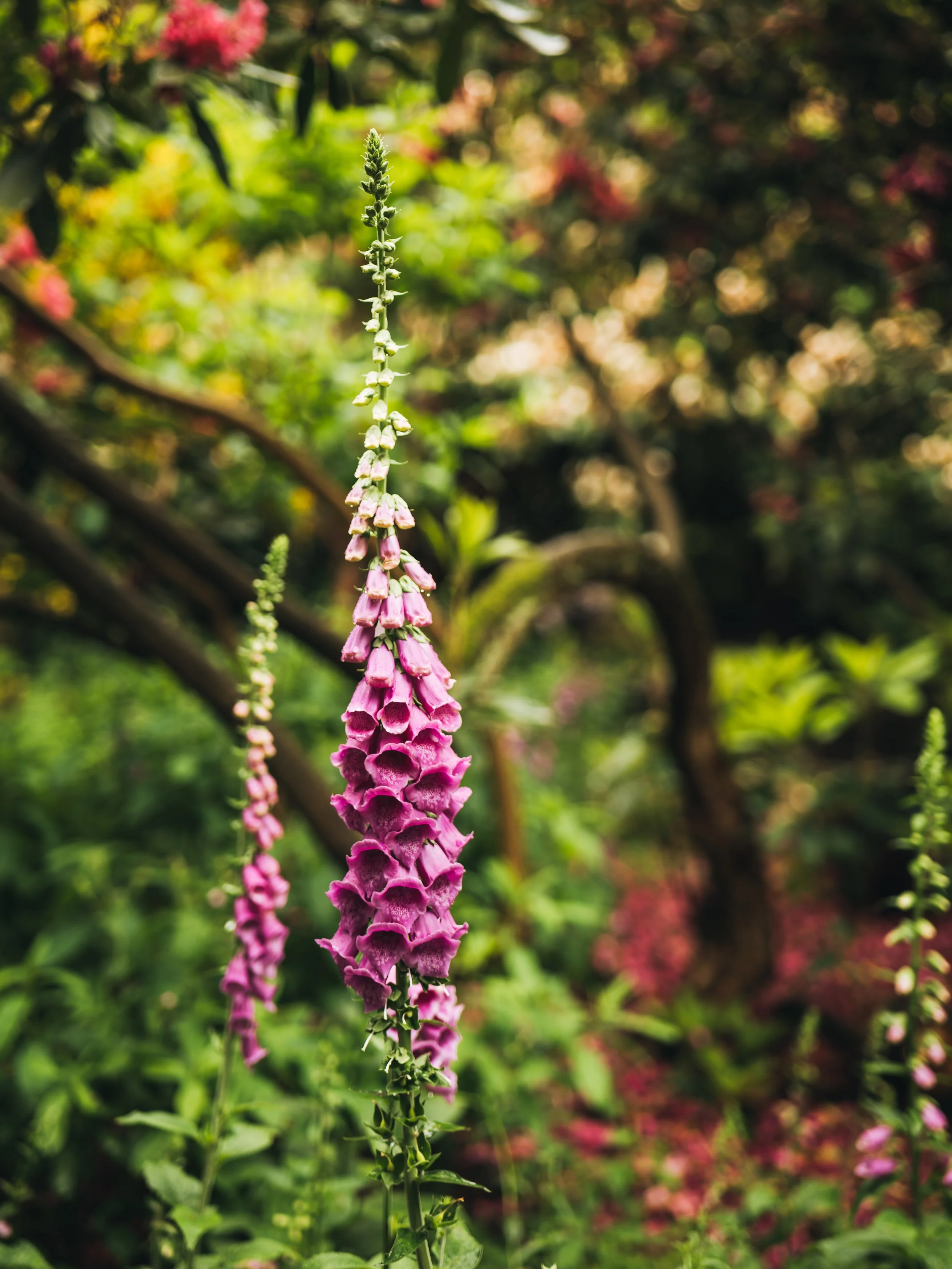 Wentworth Castle Gardens-33.jpg