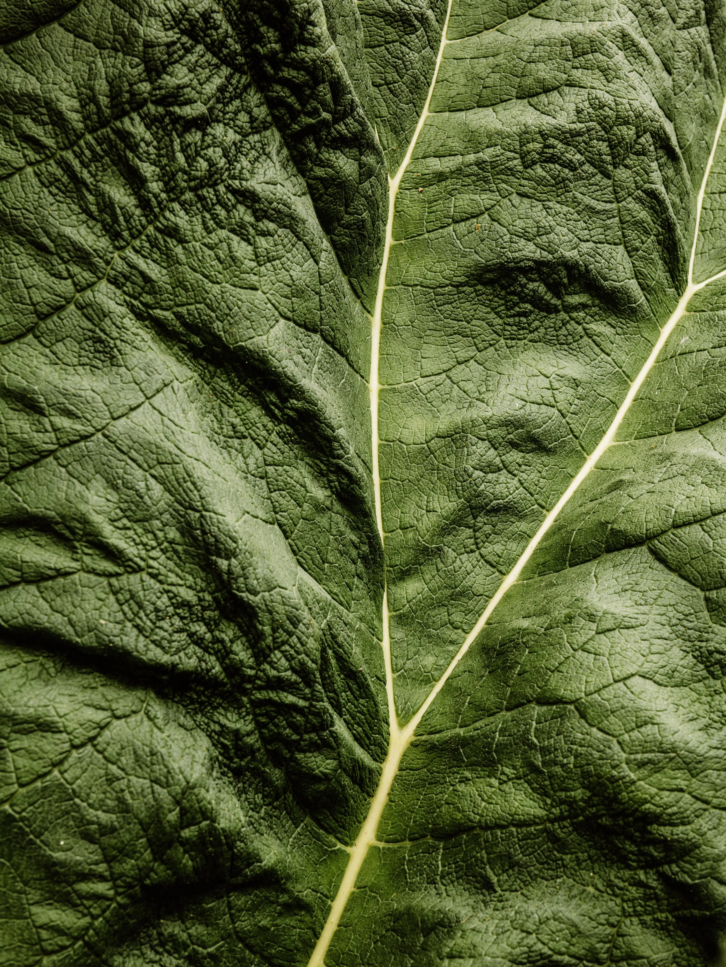 Botanical-39.jpg