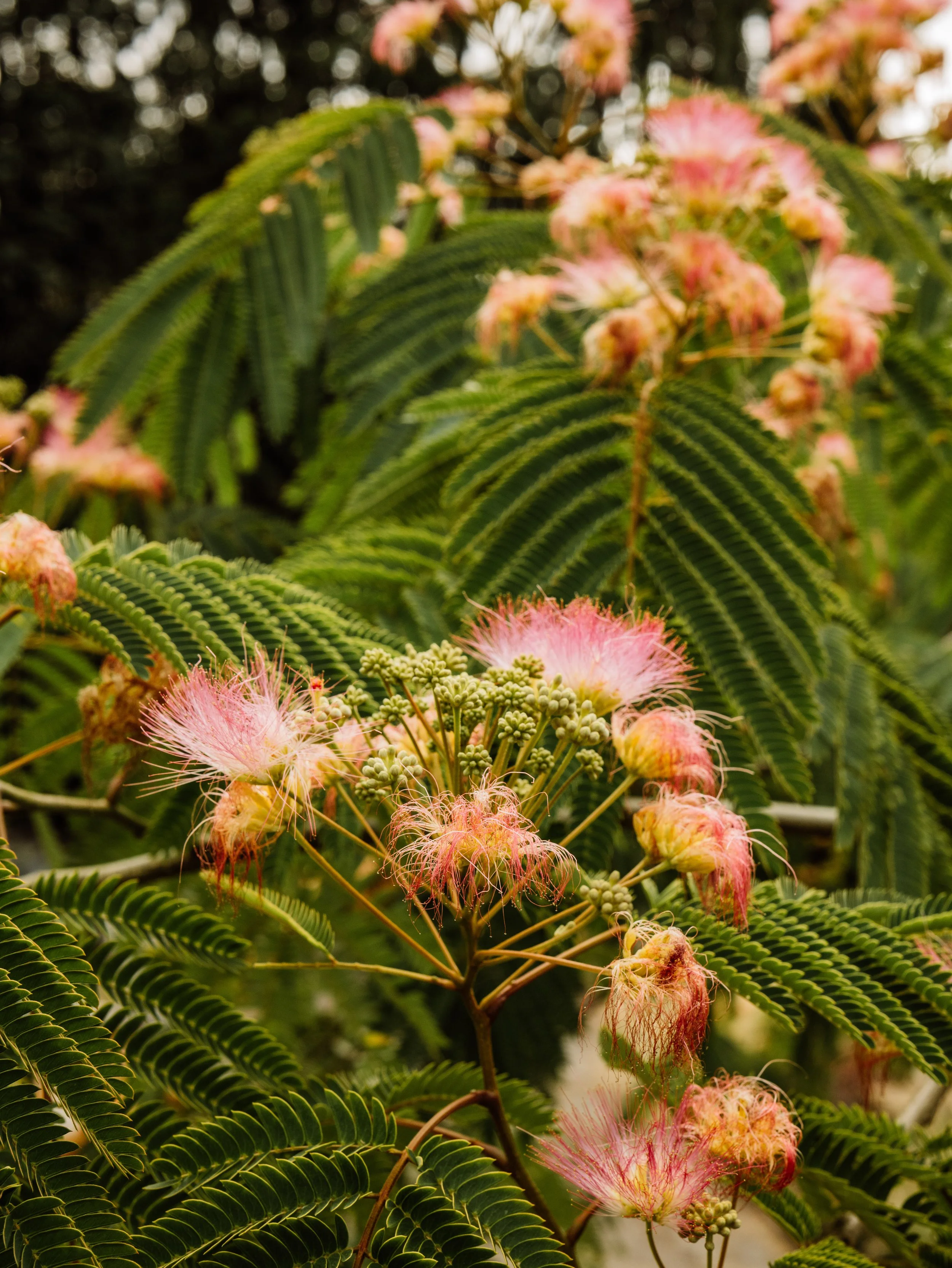 Botanical-54.jpg