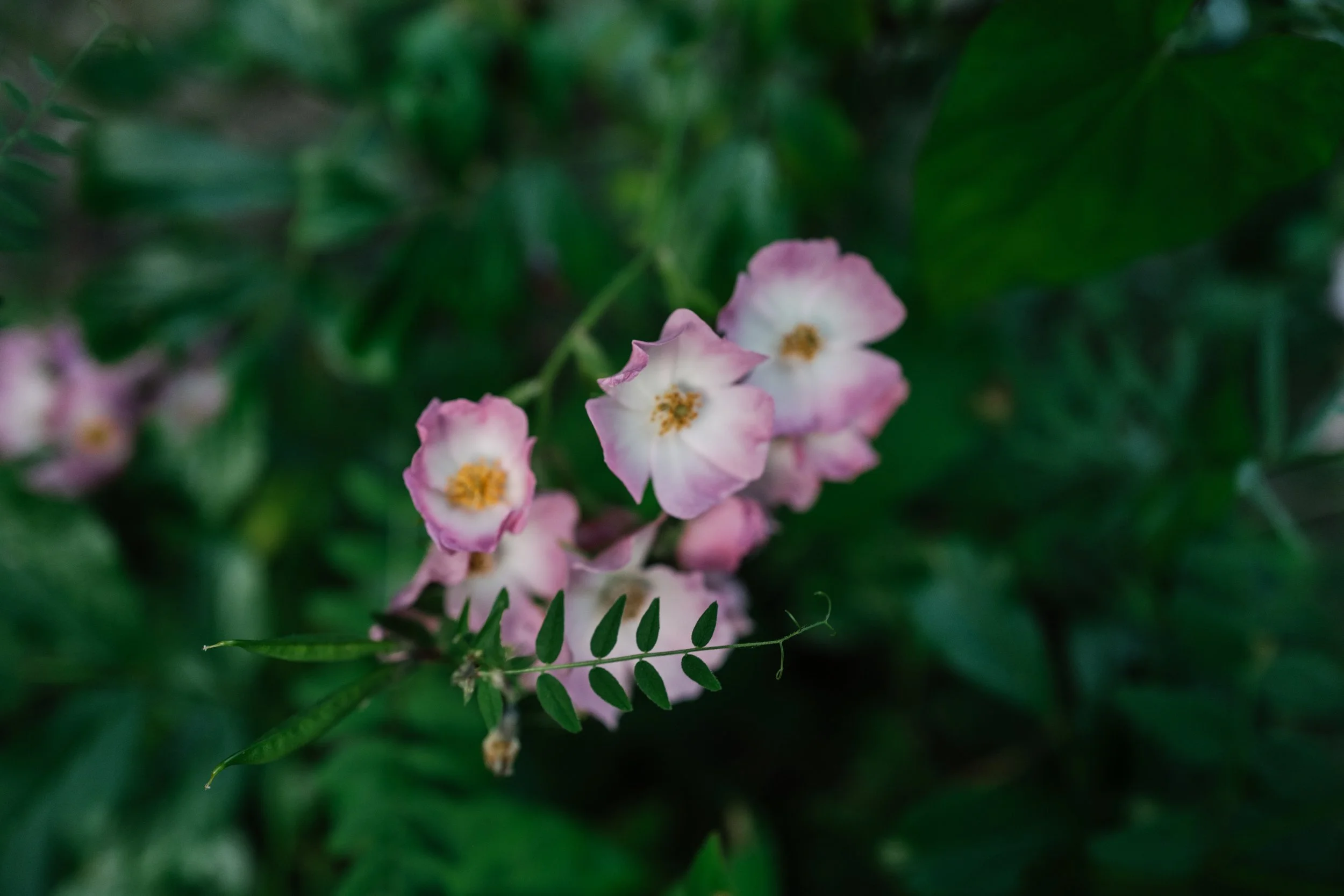Our Garden-53.jpg