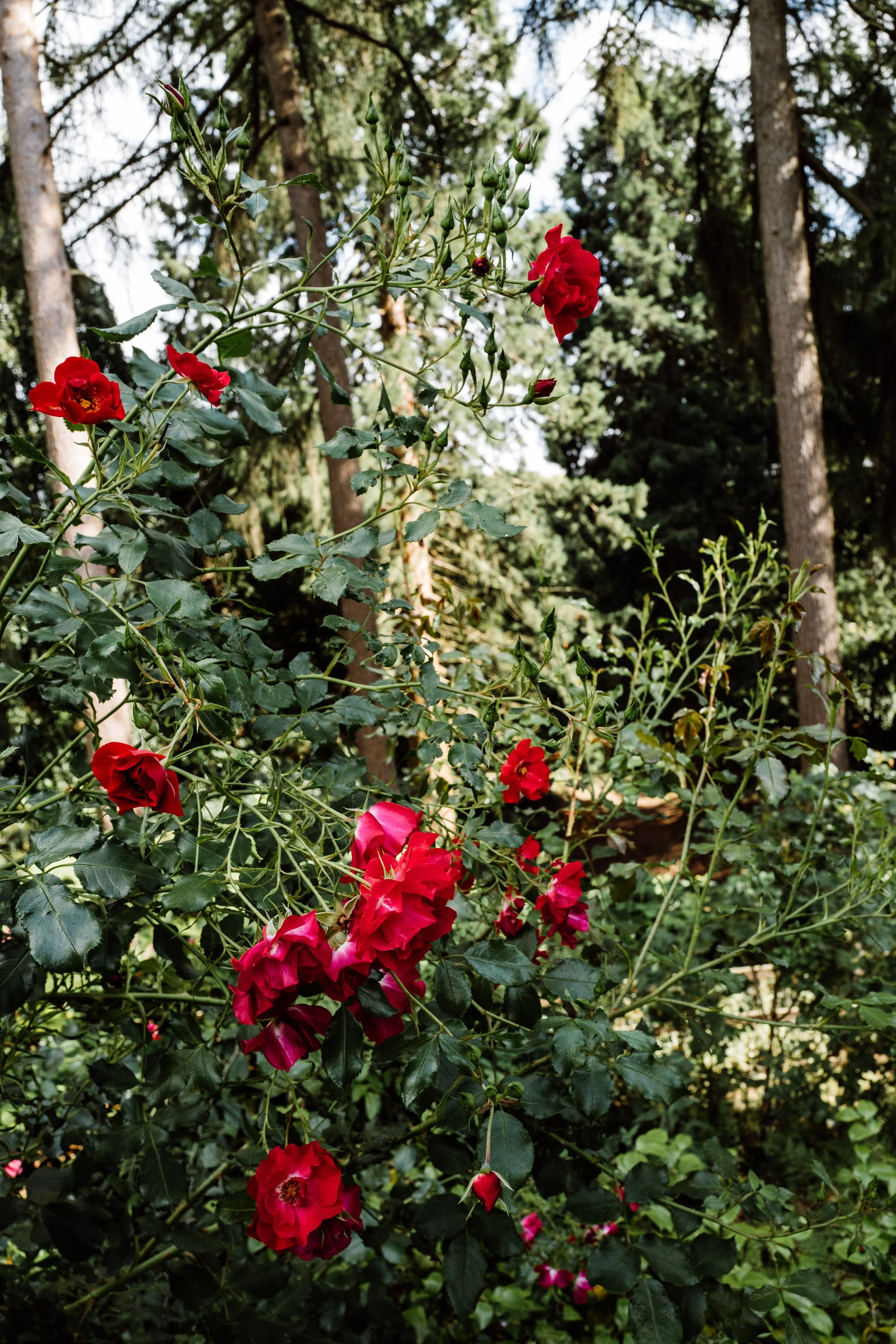 Botanical-16.jpg