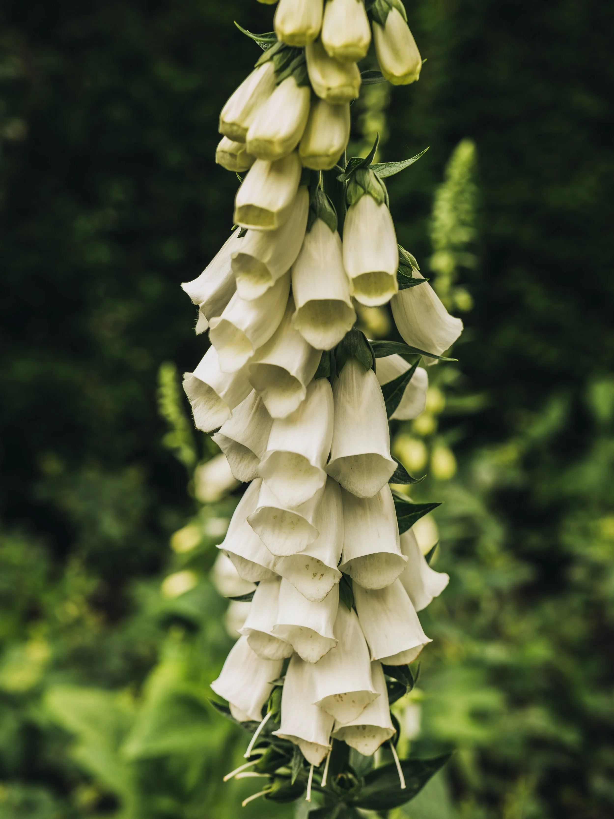 Renishaw Gardens 2-30.jpg