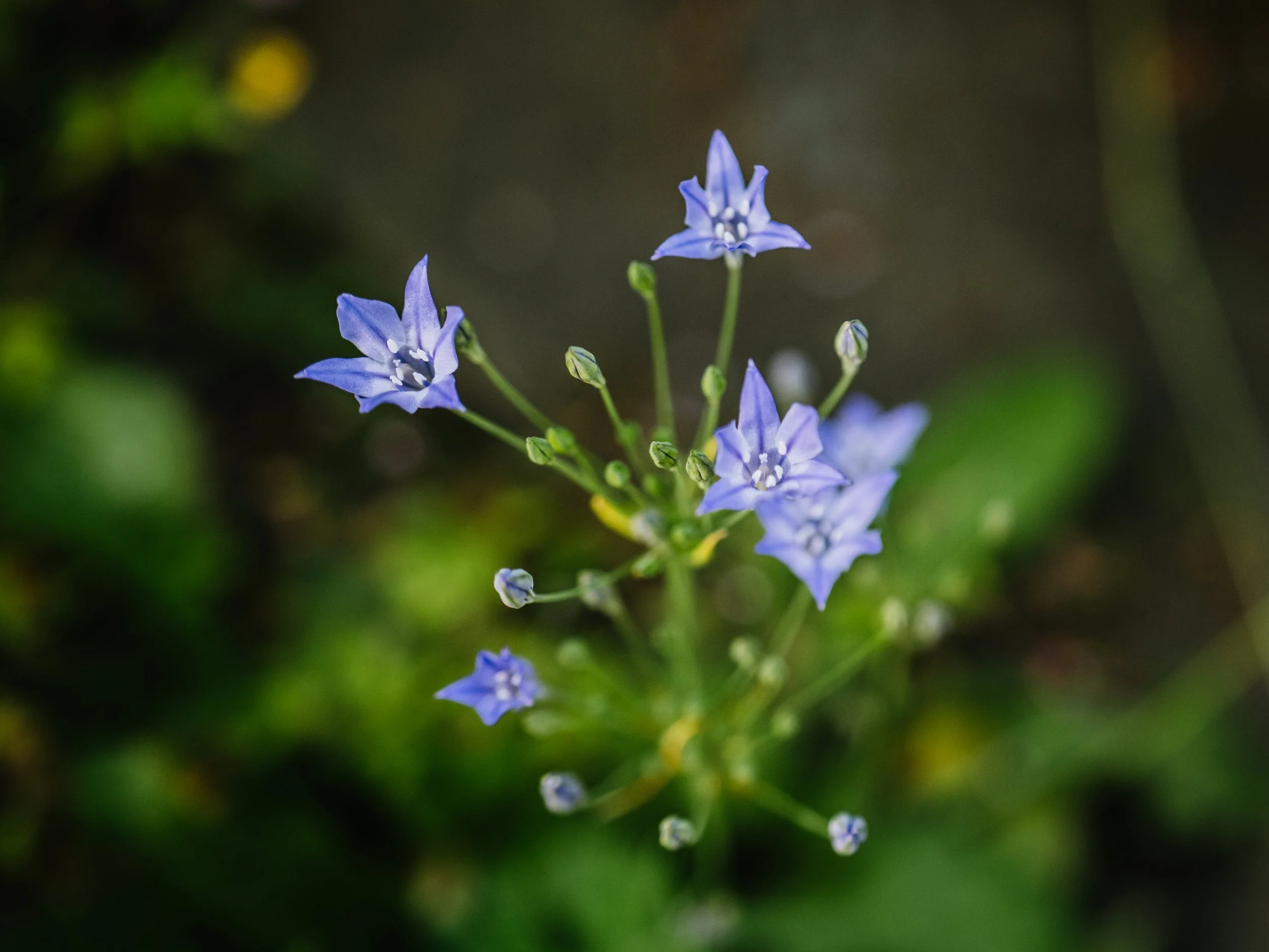 Our Garden-37.jpg
