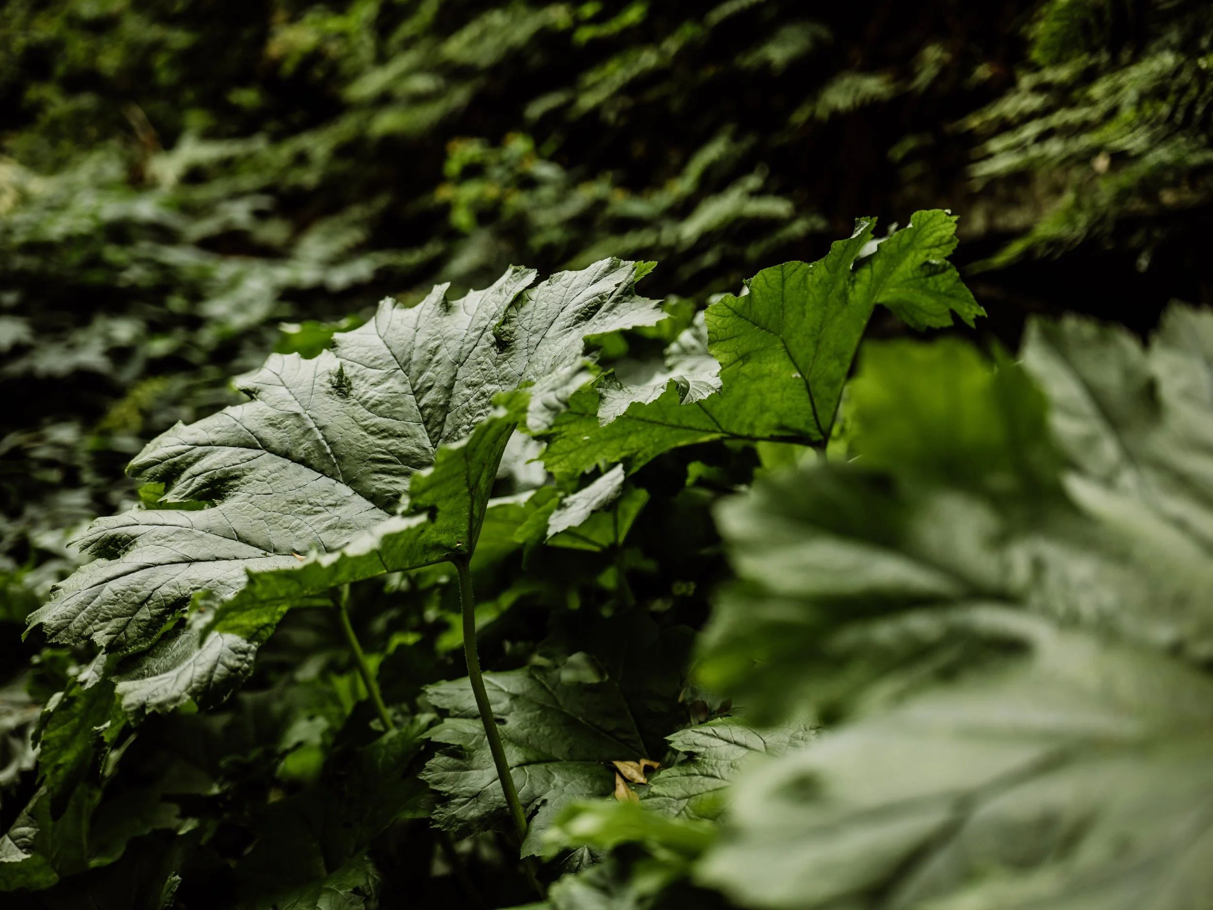 Botanical-12.jpg