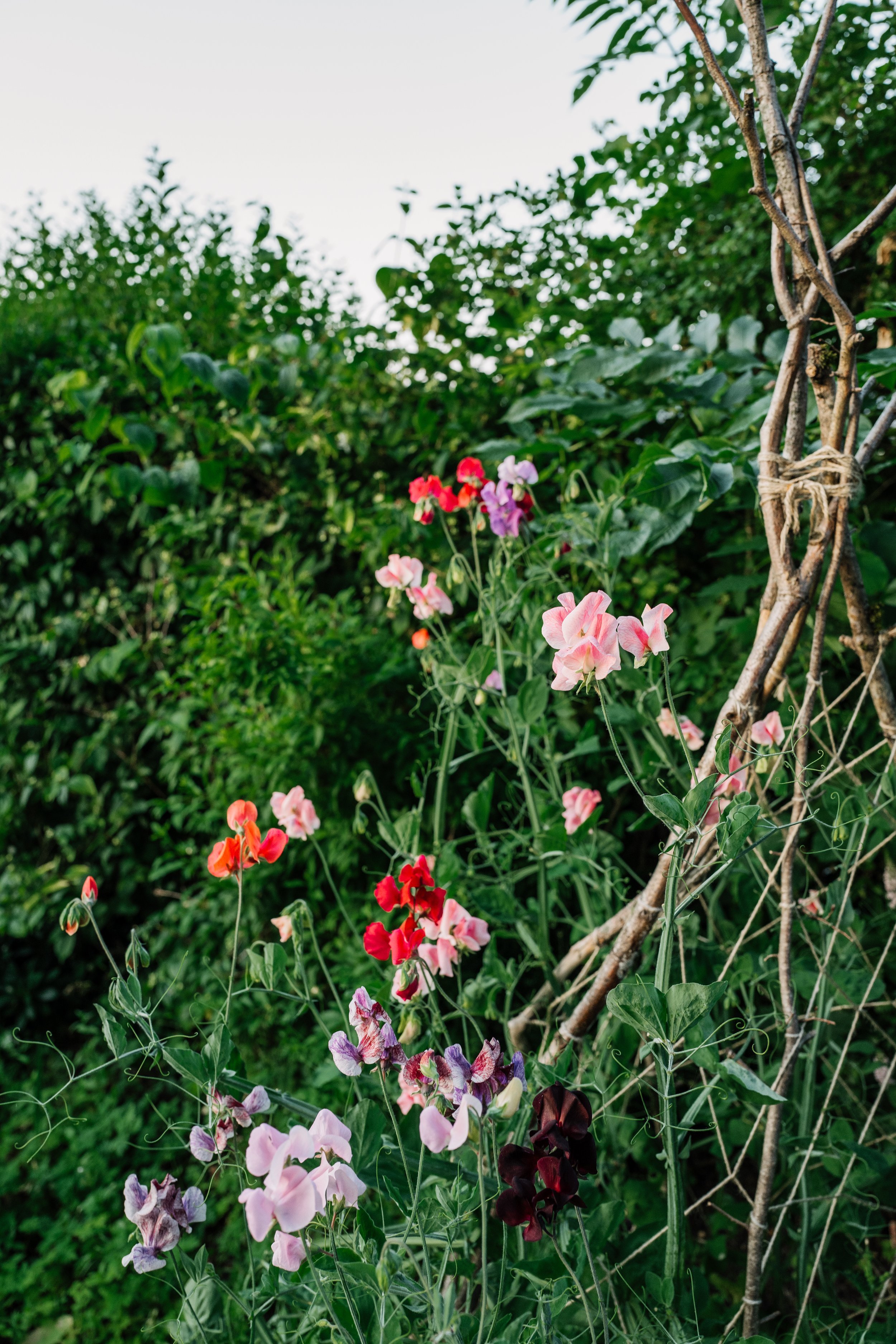Our Garden-42.jpg
