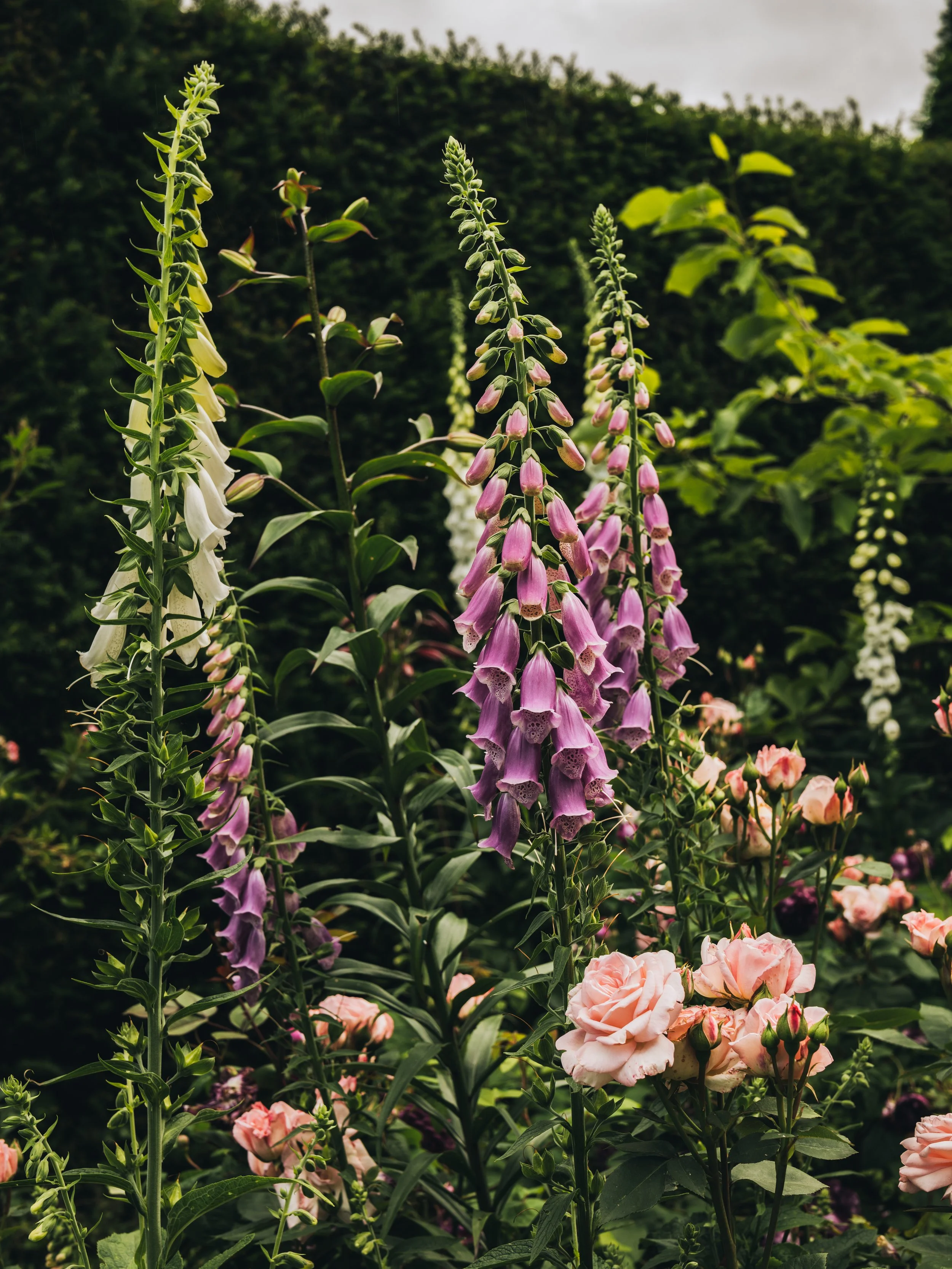 Renishaw Gardens 2-88.jpg