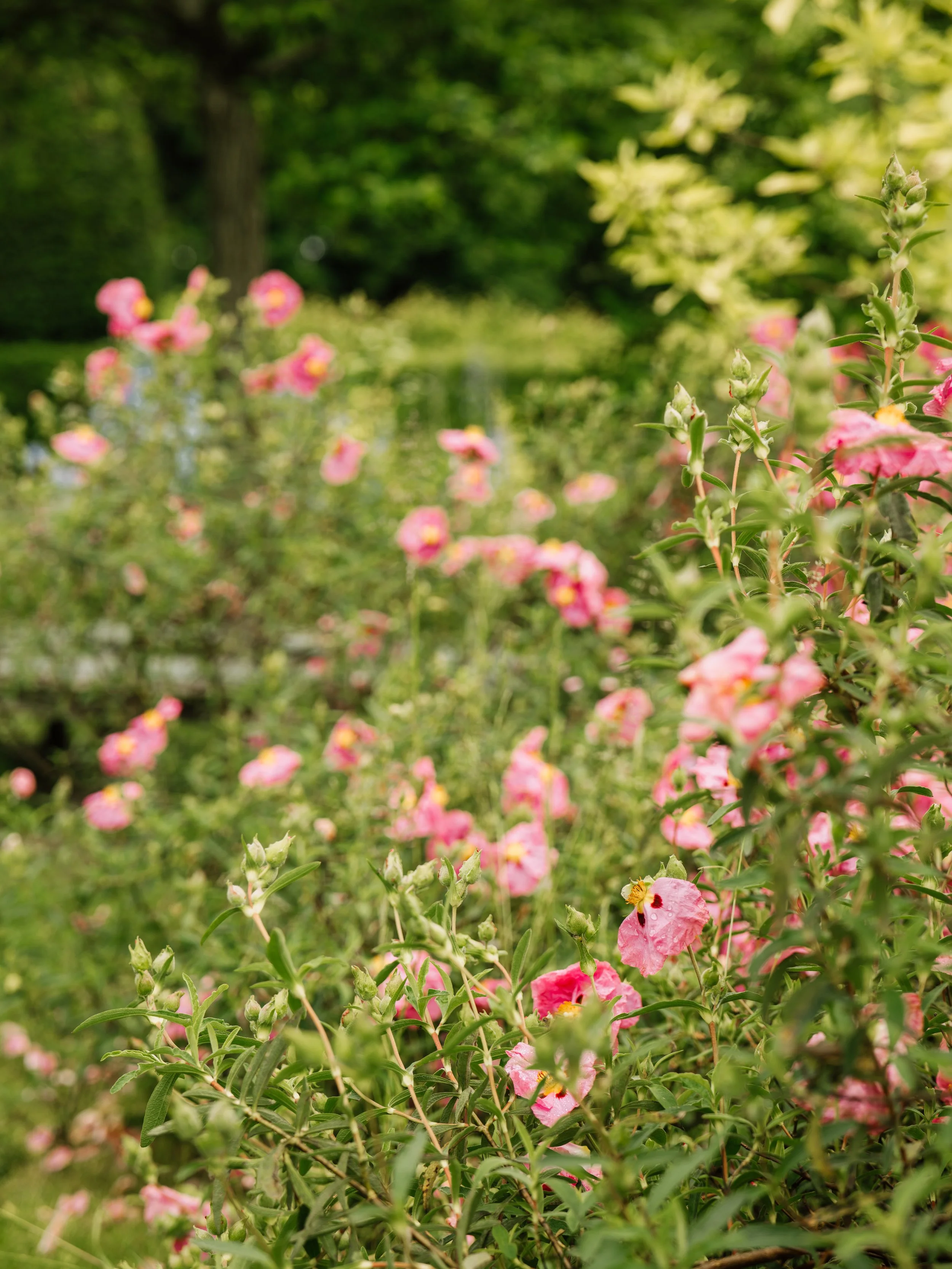Wentworth Castle Gardens-115.jpg