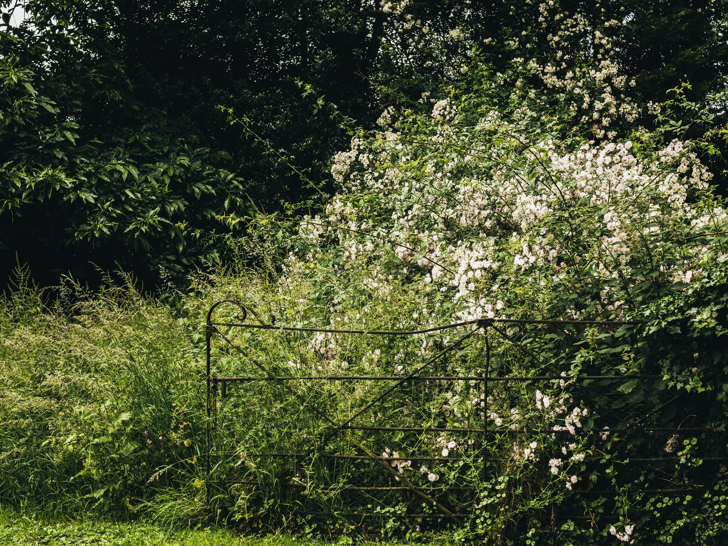 Renishaw Gardens 2-59.jpeg