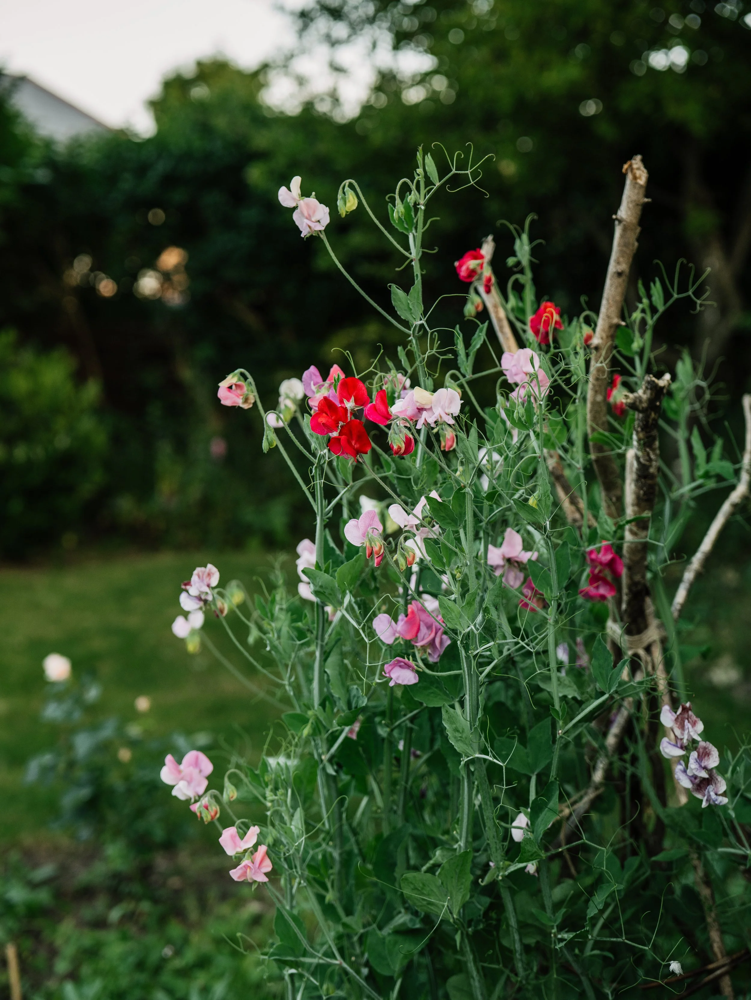 Our Garden-29.jpg
