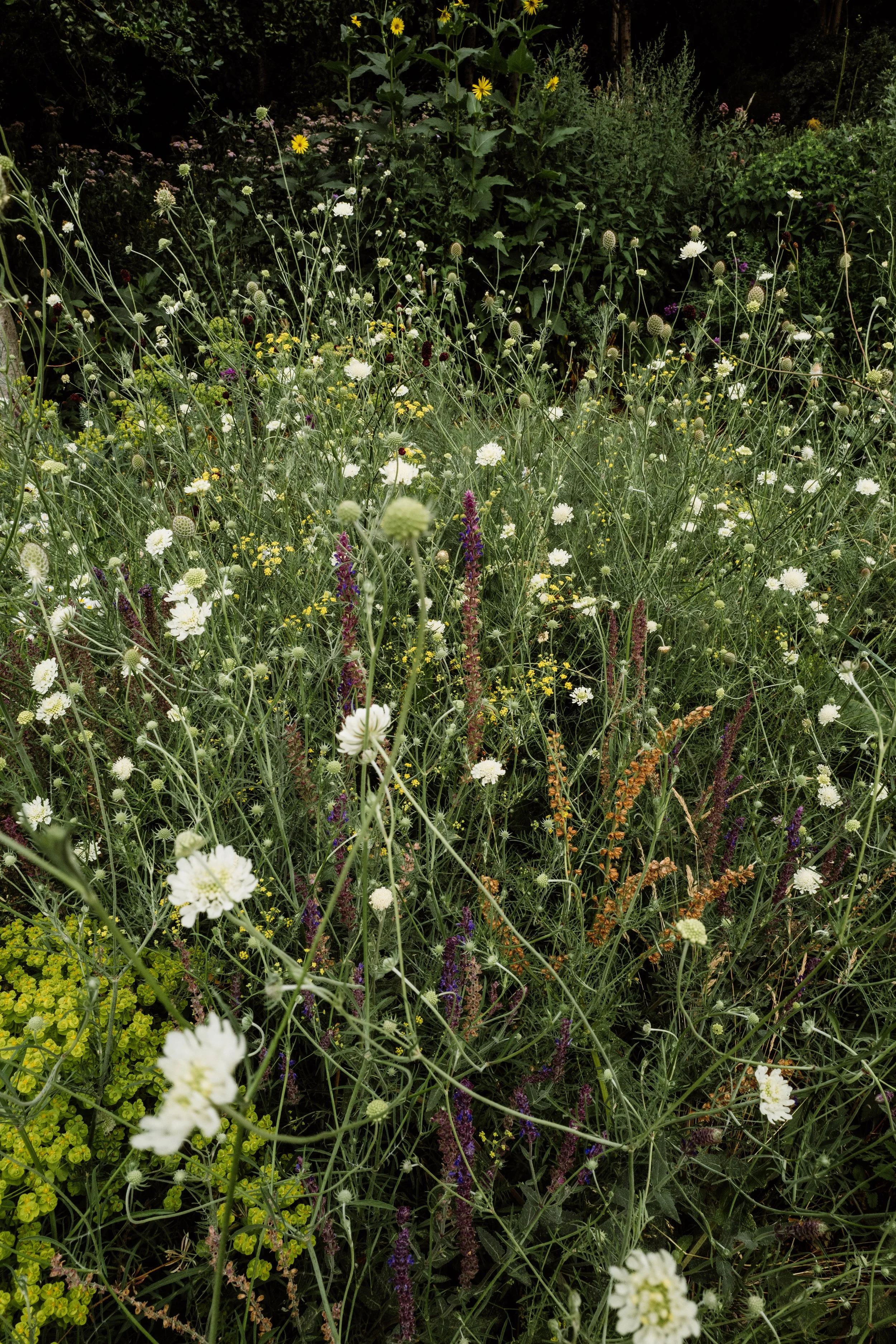 Botanical-105.jpg