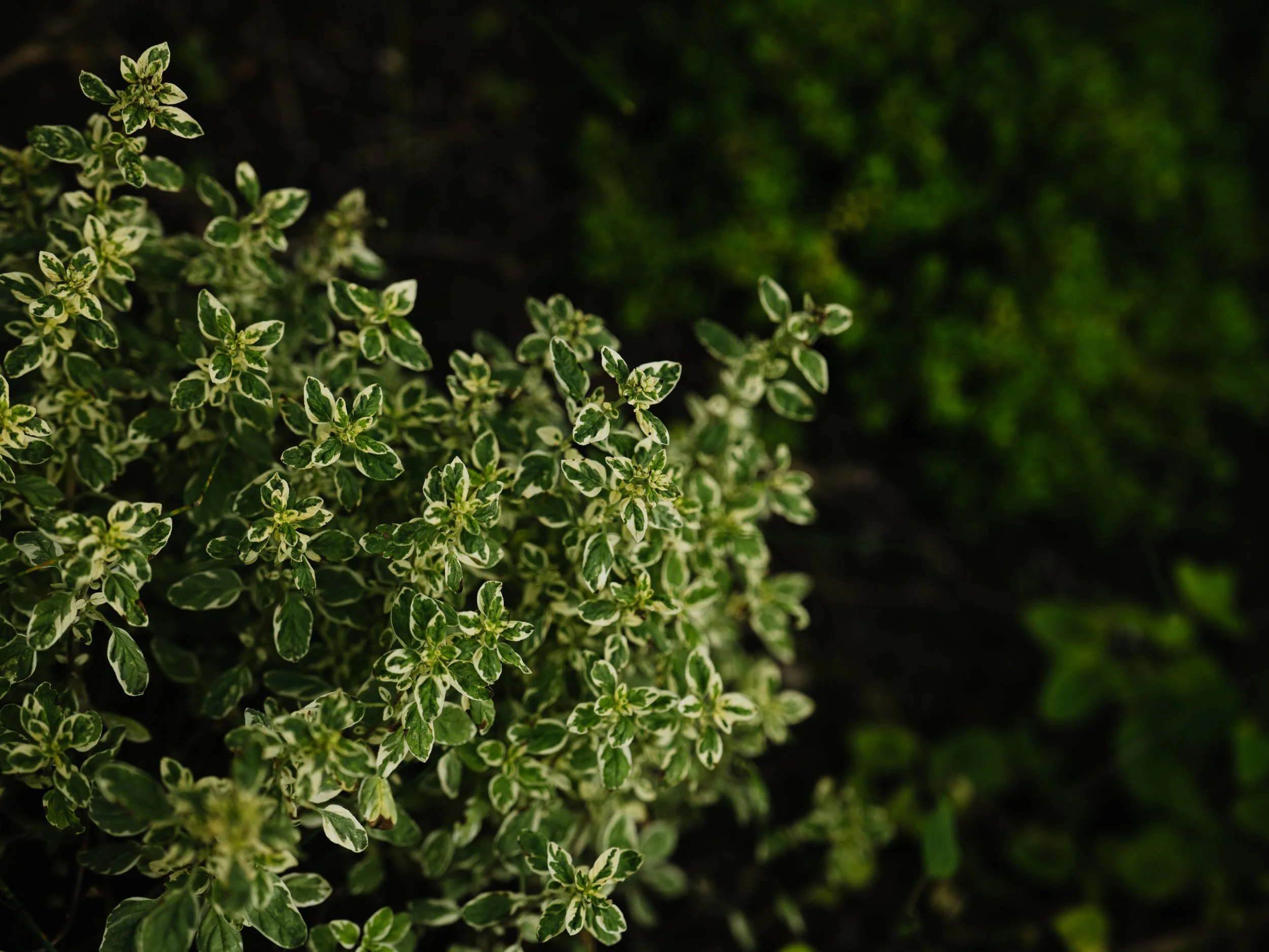 Our Garden-49.jpg
