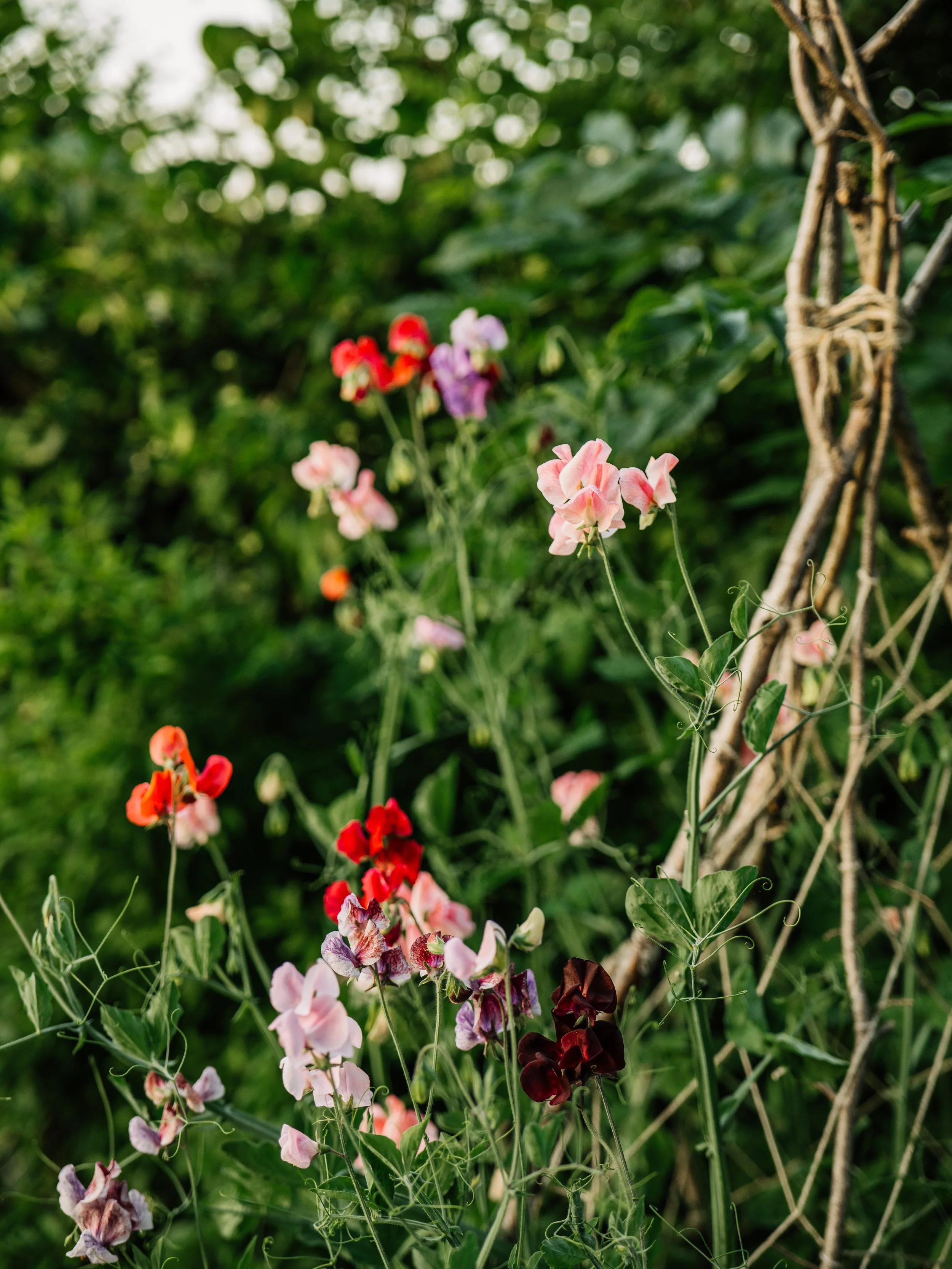 Our Garden-35.jpg