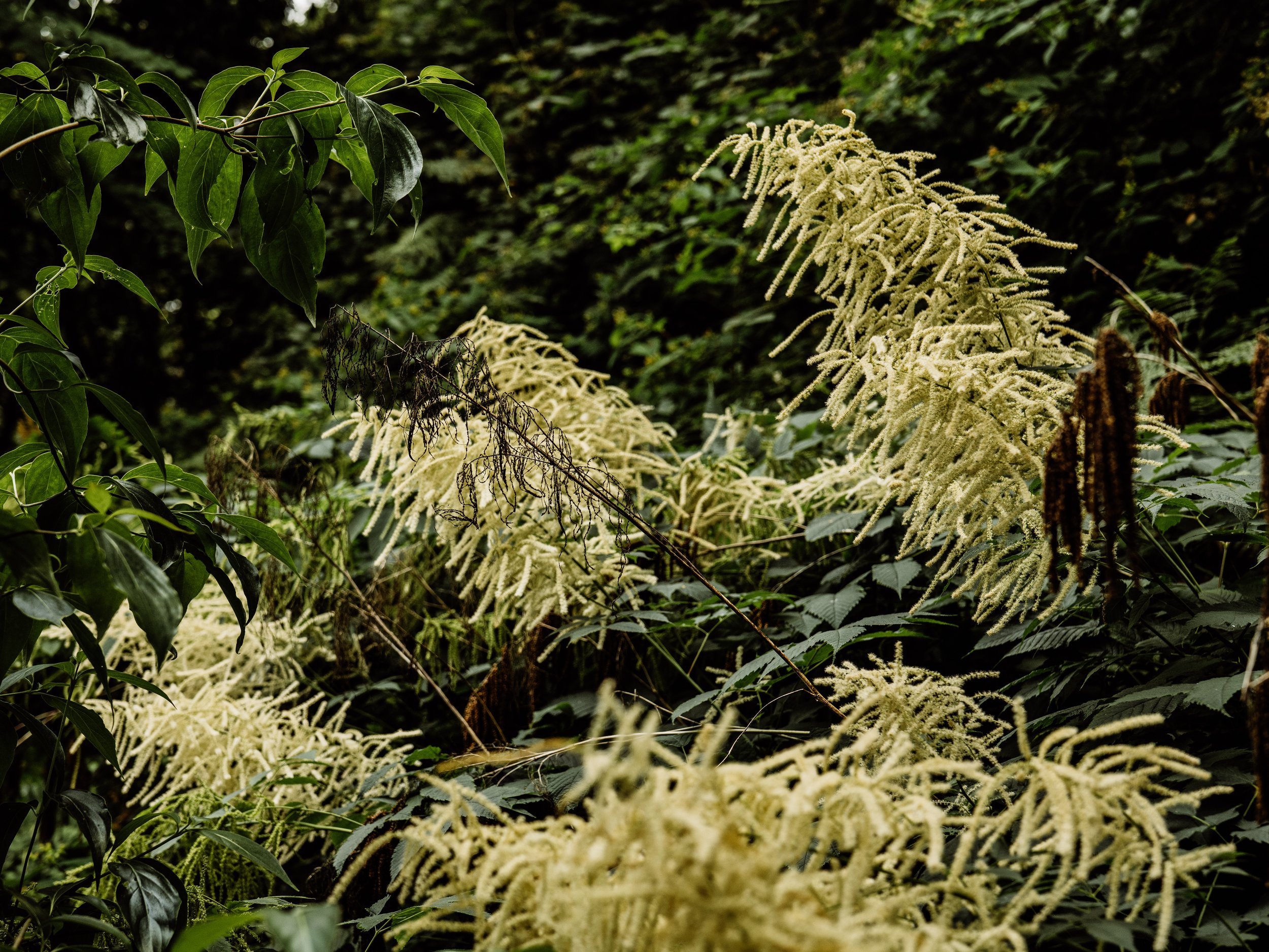 Botanical-18.jpg