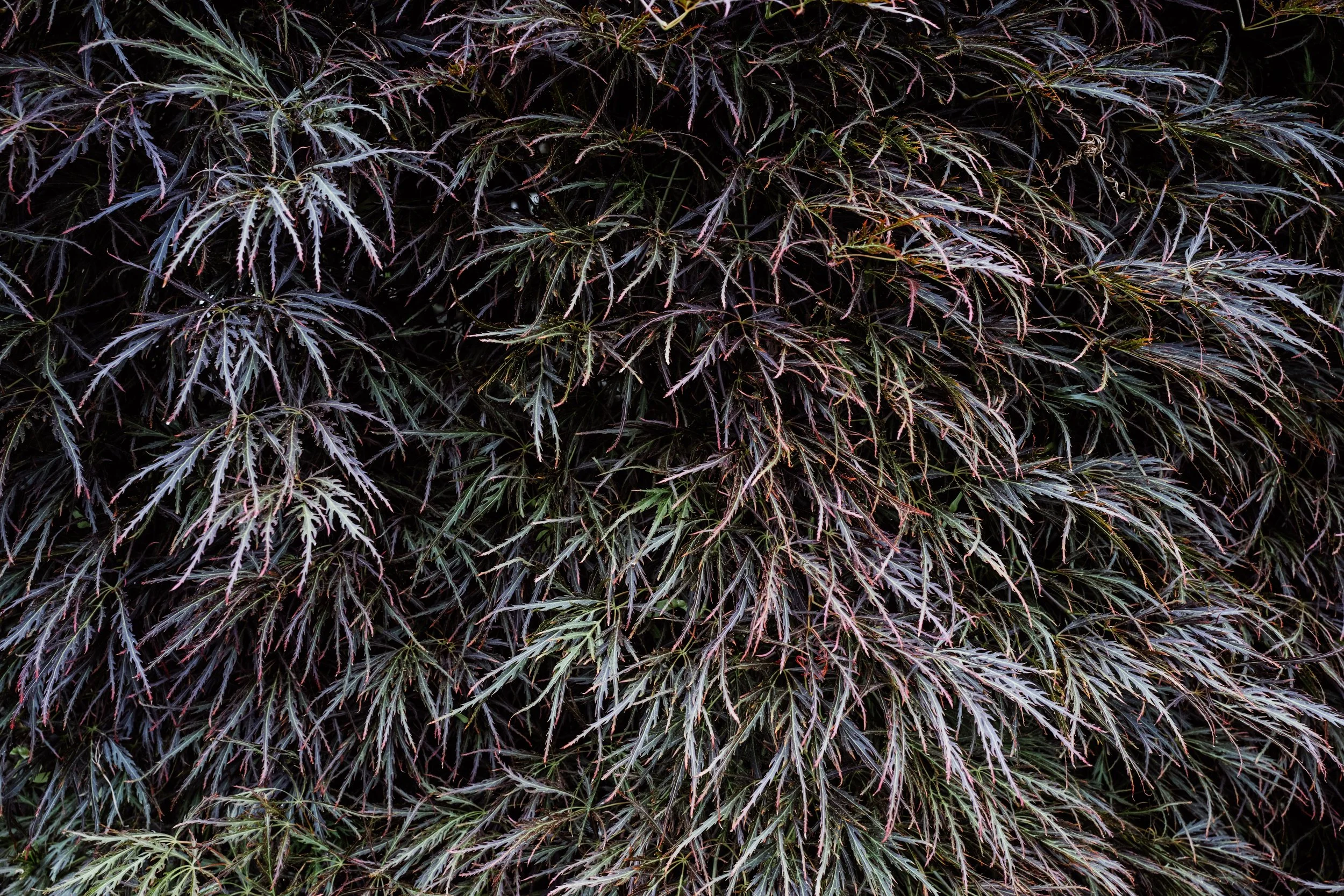 Botanical-64.jpg