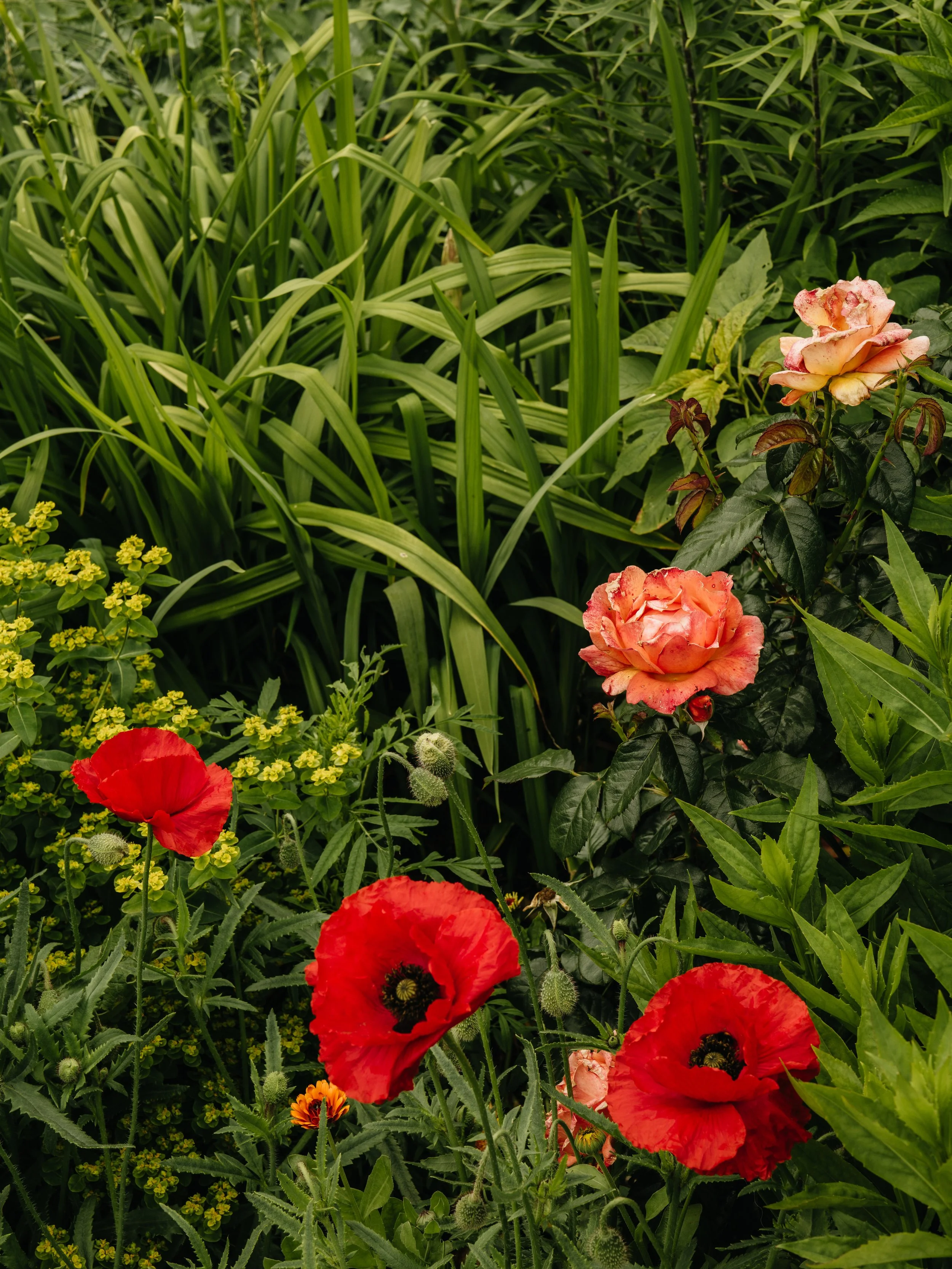 Renishaw Gardens 2-77.jpg