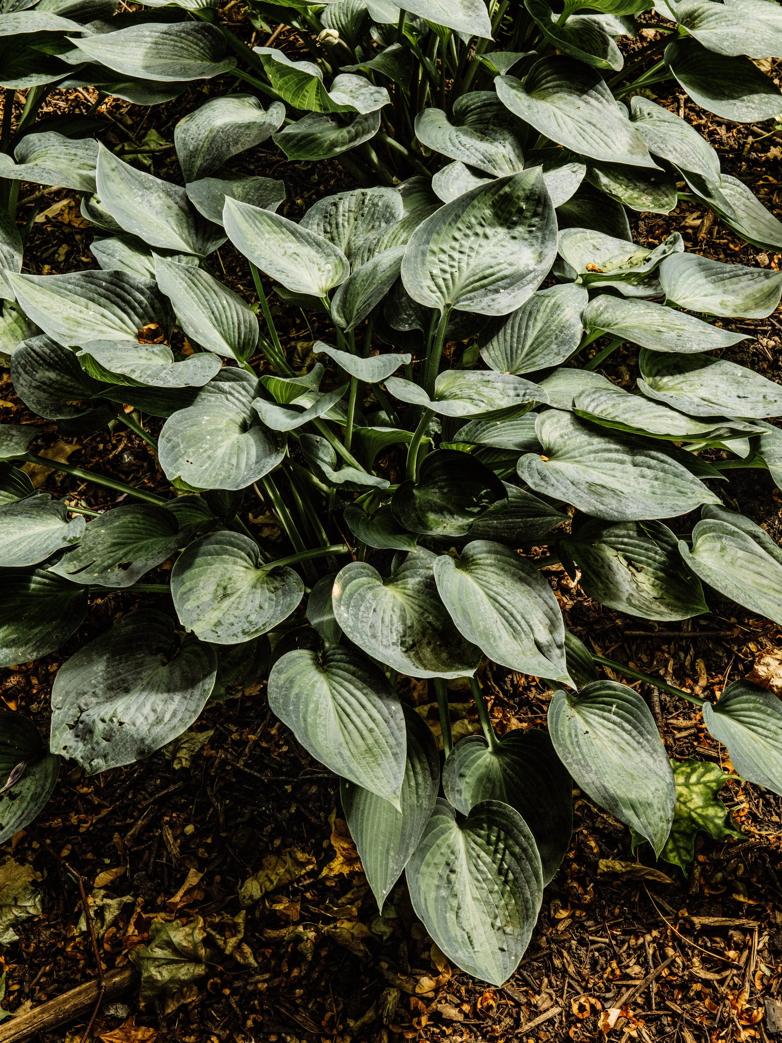 Botanical-94.jpg