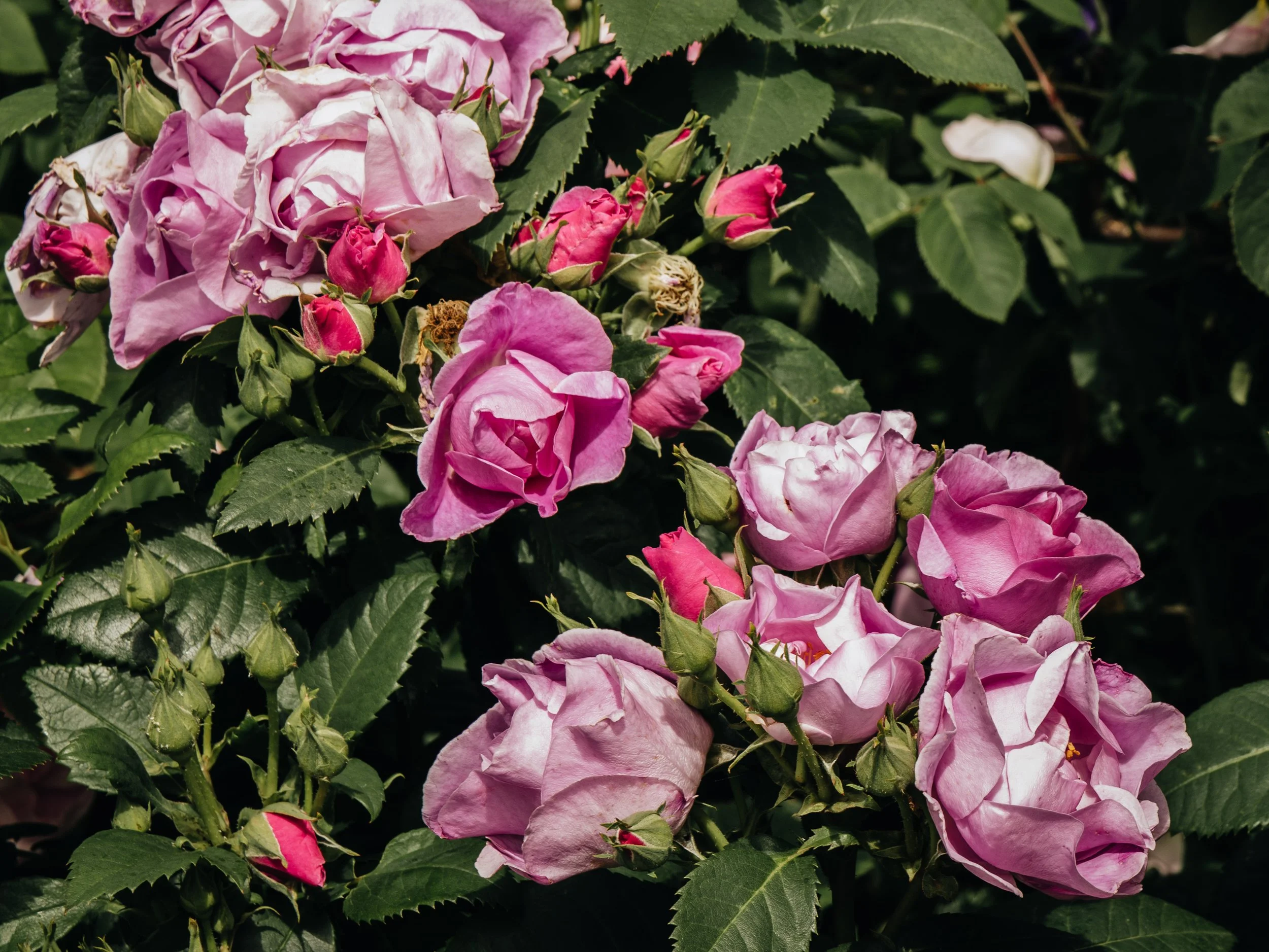 Renishaw Gardens 2-68.jpg
