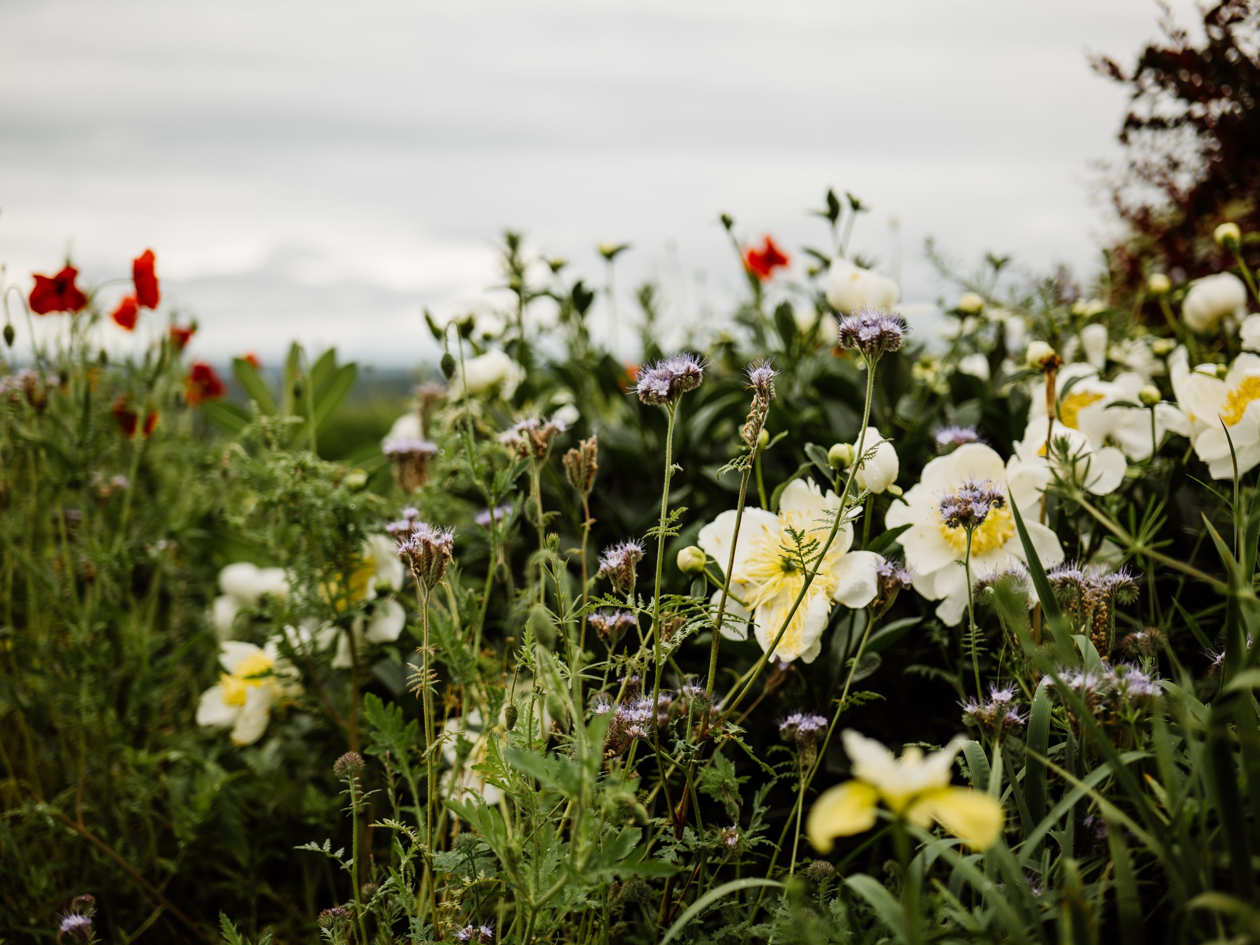 Wentworth Castle Gardens-7.jpg