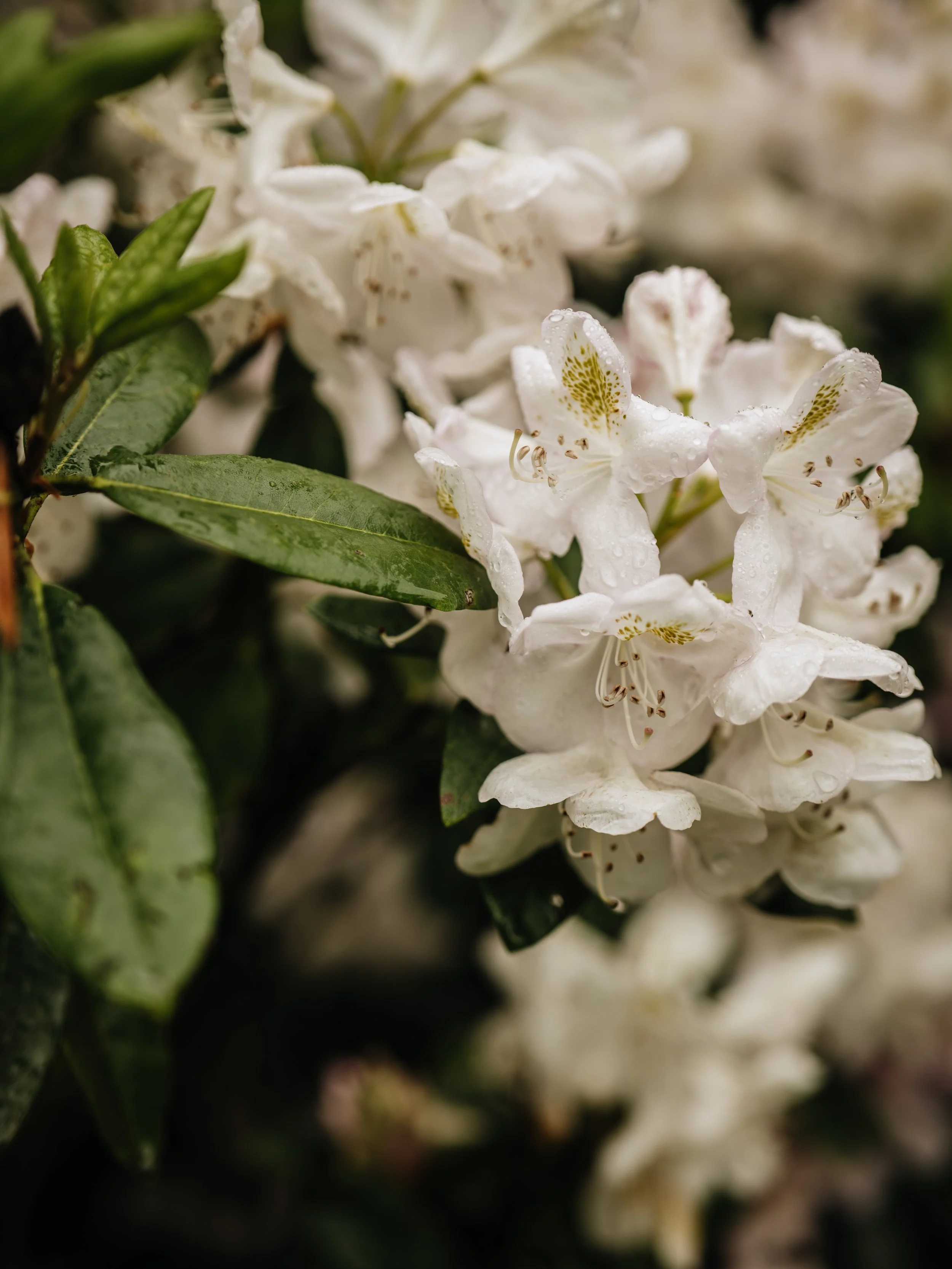Wentworth Castle Gardens-39.jpg